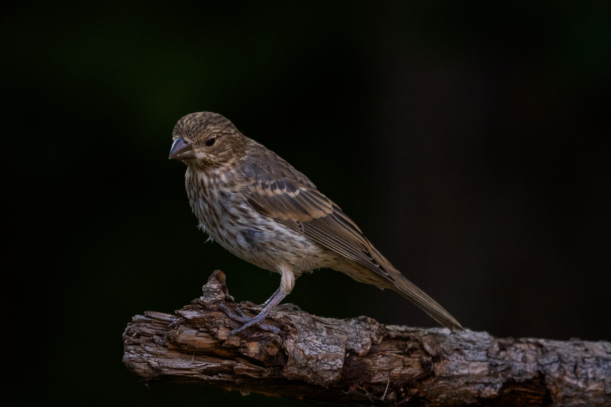House Finch perched on a branch in a certified wildlife habitat in Edmonton, Alberta.
