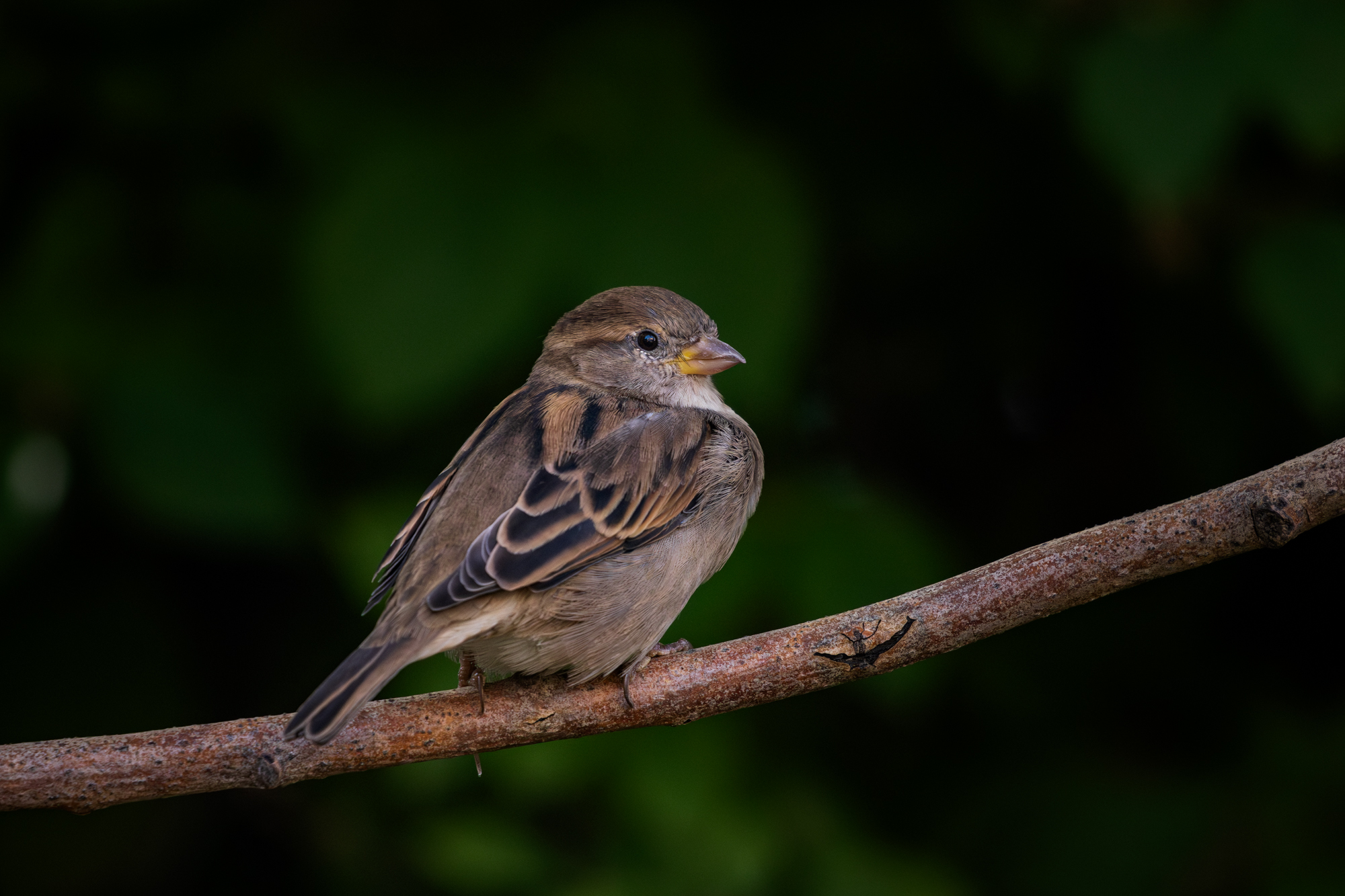House Sparrow perched on a branch in a certified wildlife habitat in Edmonton, Alberta.