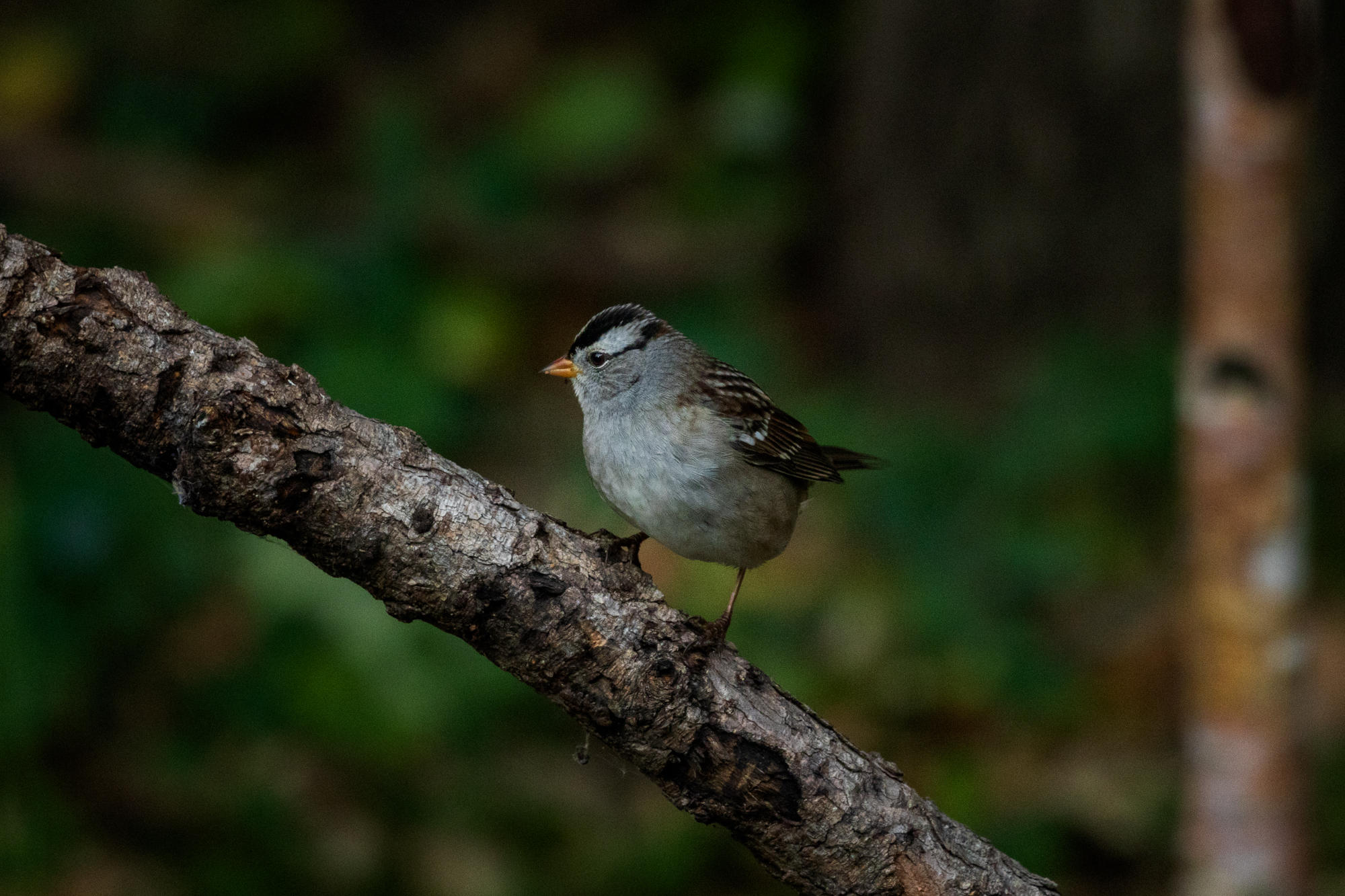 White-crowned Sparrow perched on a branch in a certified wildlife habitat in Edmonton, Alberta.