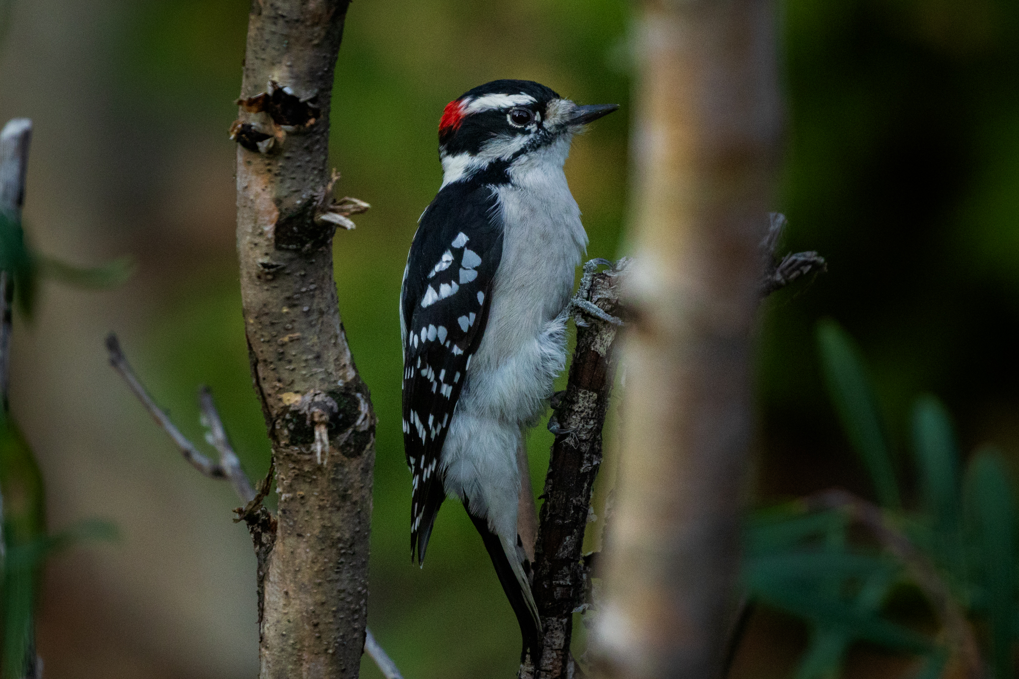 Downy Woodpecker perched on a branch, surrounded by native plants in a certified wildlife habitat in Edmonton, Alberta.