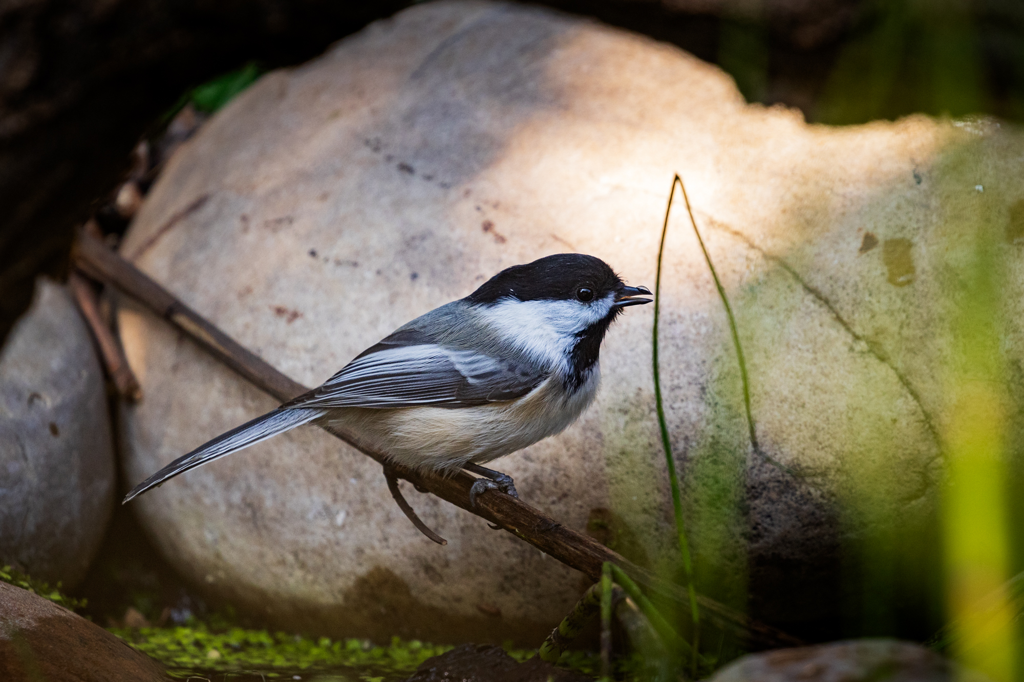 Black-capped Chickadee perched on a branch in a backyard wildlife pond, surrounded by native plants in a certified wildlife habitat in Edmonton, Alberta.