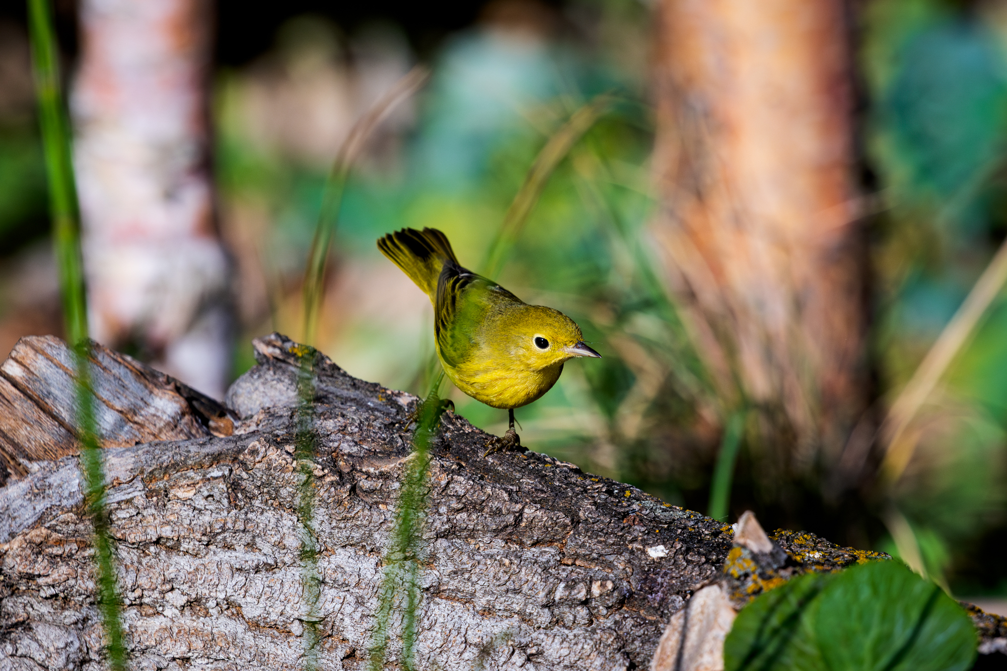 Yellow Warbler perched on a log, surrounded by native plants in a certified wildlife habitat in Edmonton, Alberta.