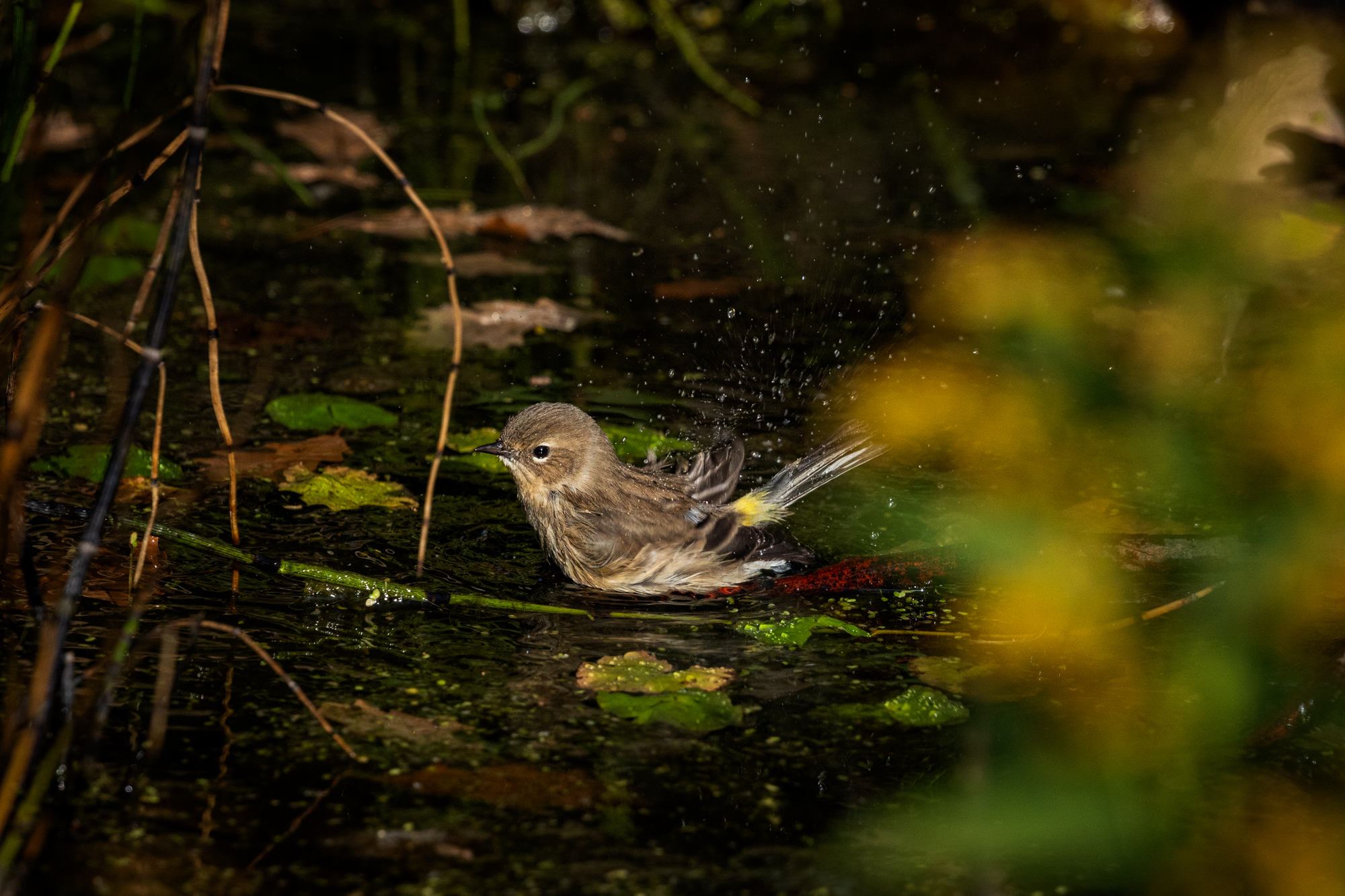 Yellow-rumped Warbler splashing in the wildlife pond, surrounded by native plants in a certified wildlife habitat in Edmonton, Alberta.
