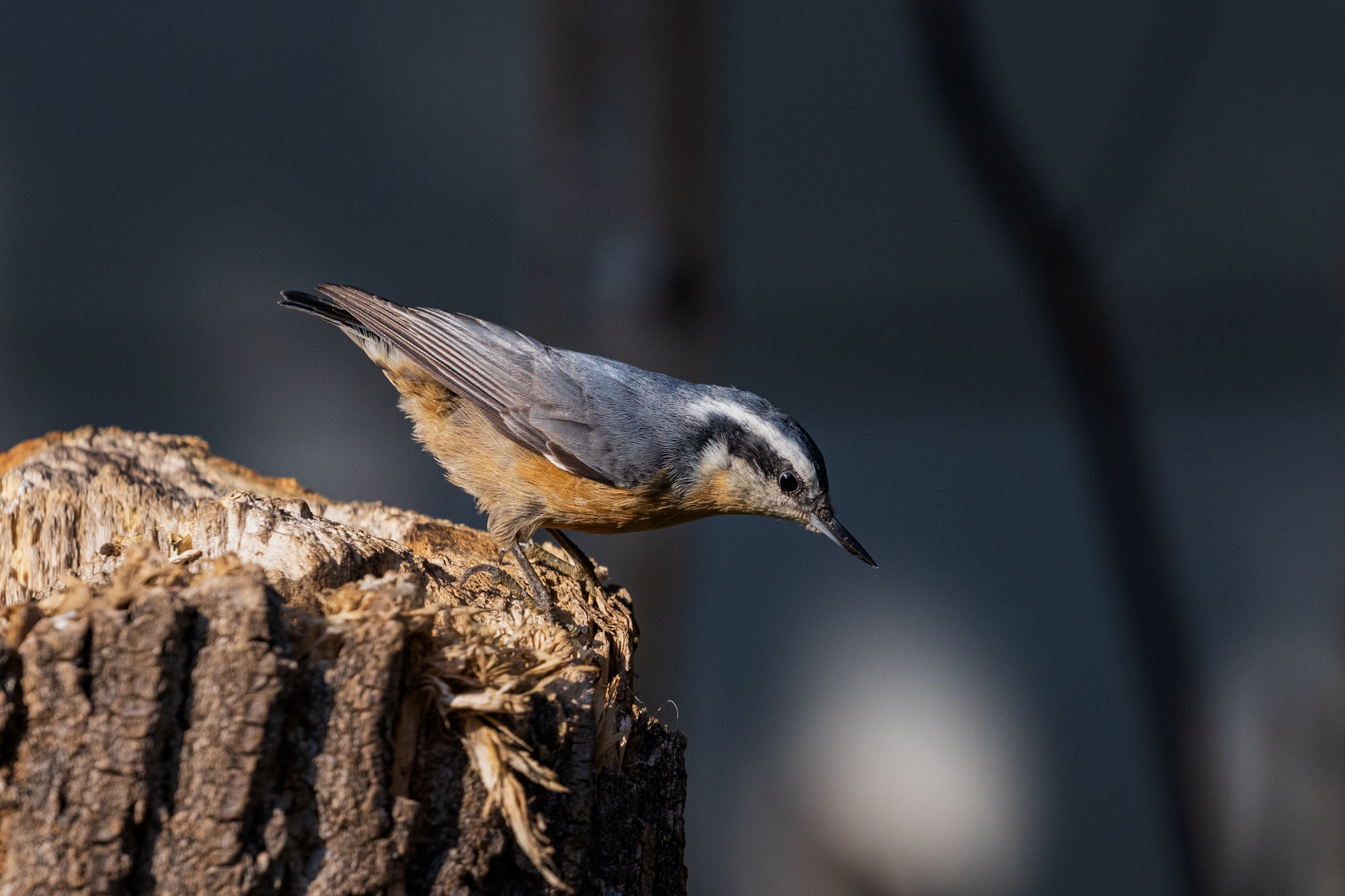 Red-breasted Nuthatch perched on a snag in a certified wildlife habitat in Edmonton, Alberta.