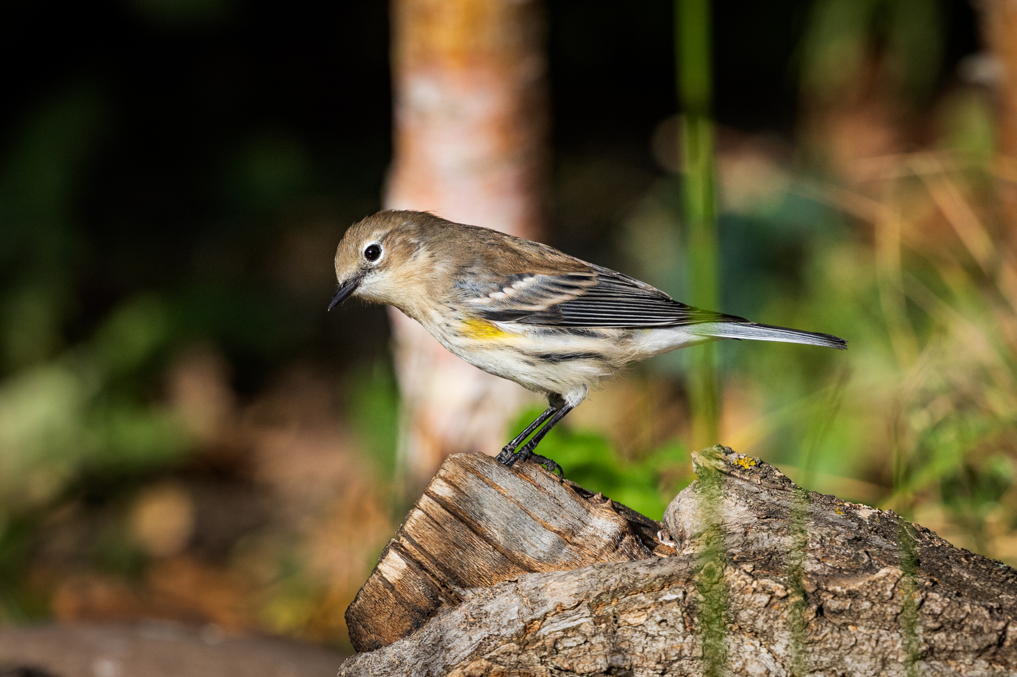 Yellow-rumped Warbler perched on a log, surrounded by native plants in a certified wildlife habitat in Edmonton, Alberta.