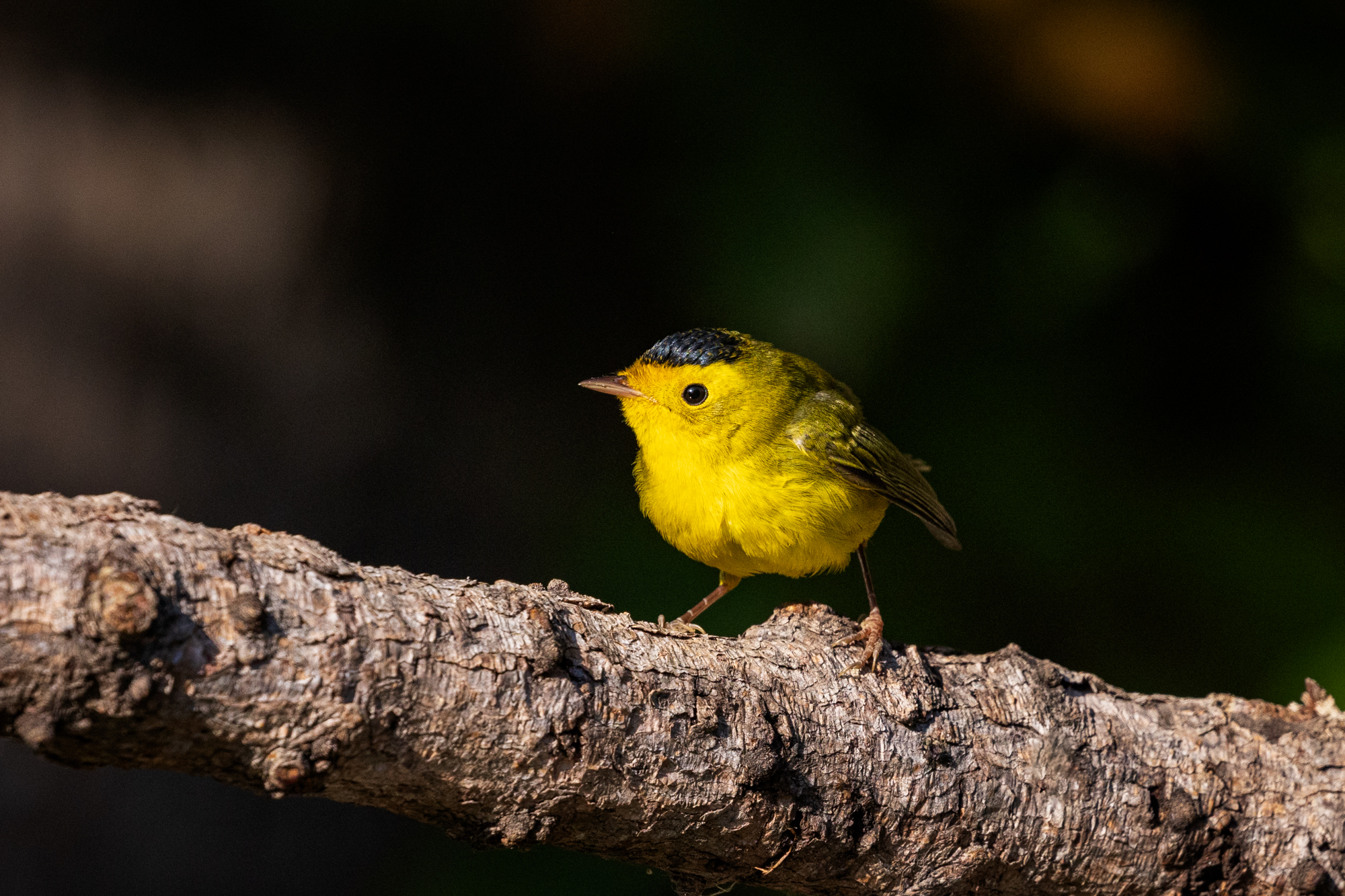 Wilson’s Warbler perched on a branch in a certified wildlife habitat in Edmonton, Alberta.