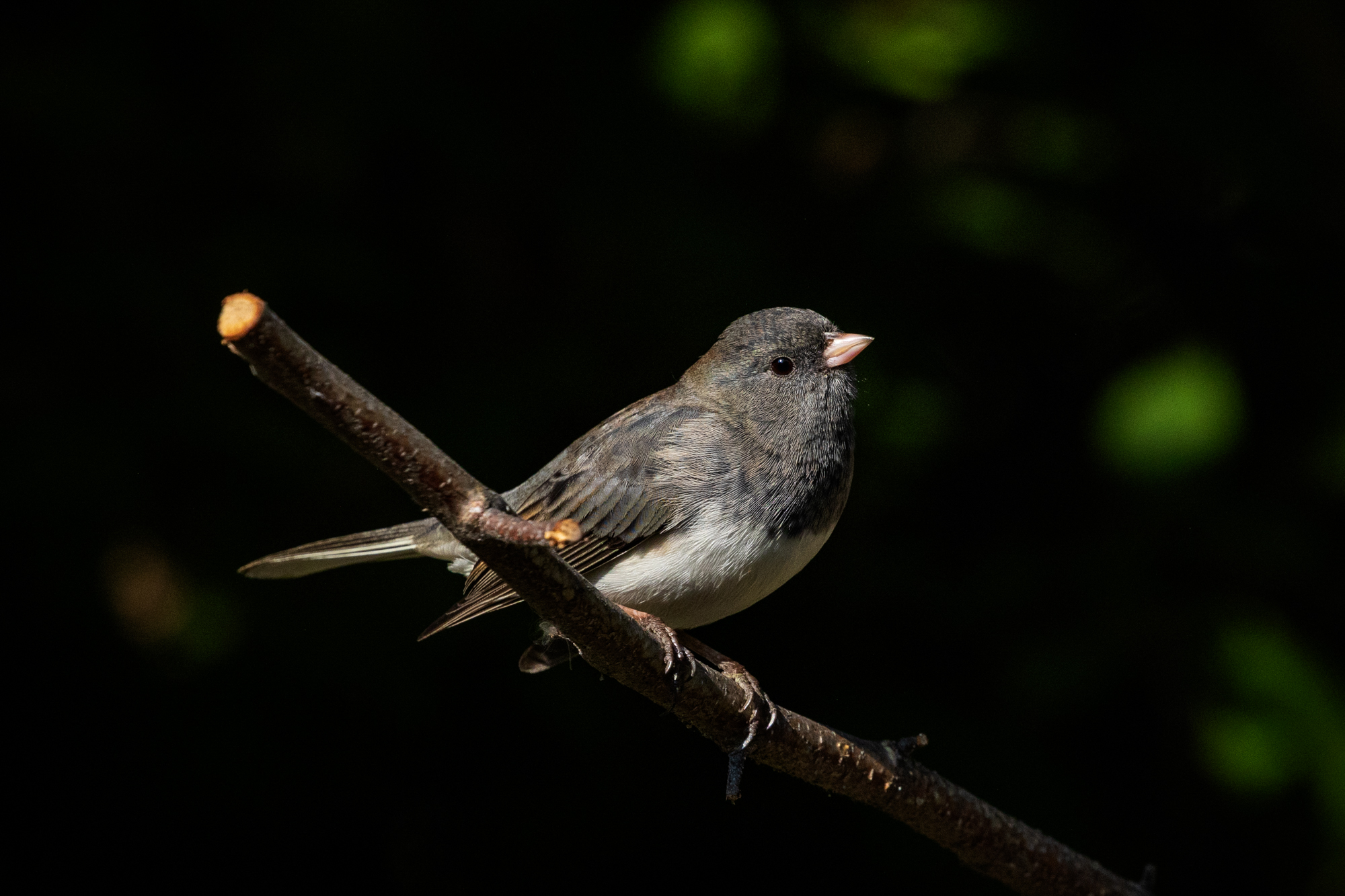 Dark-eyed Junco perched on a branch in a certified wildlife habitat in Edmonton, Alberta.