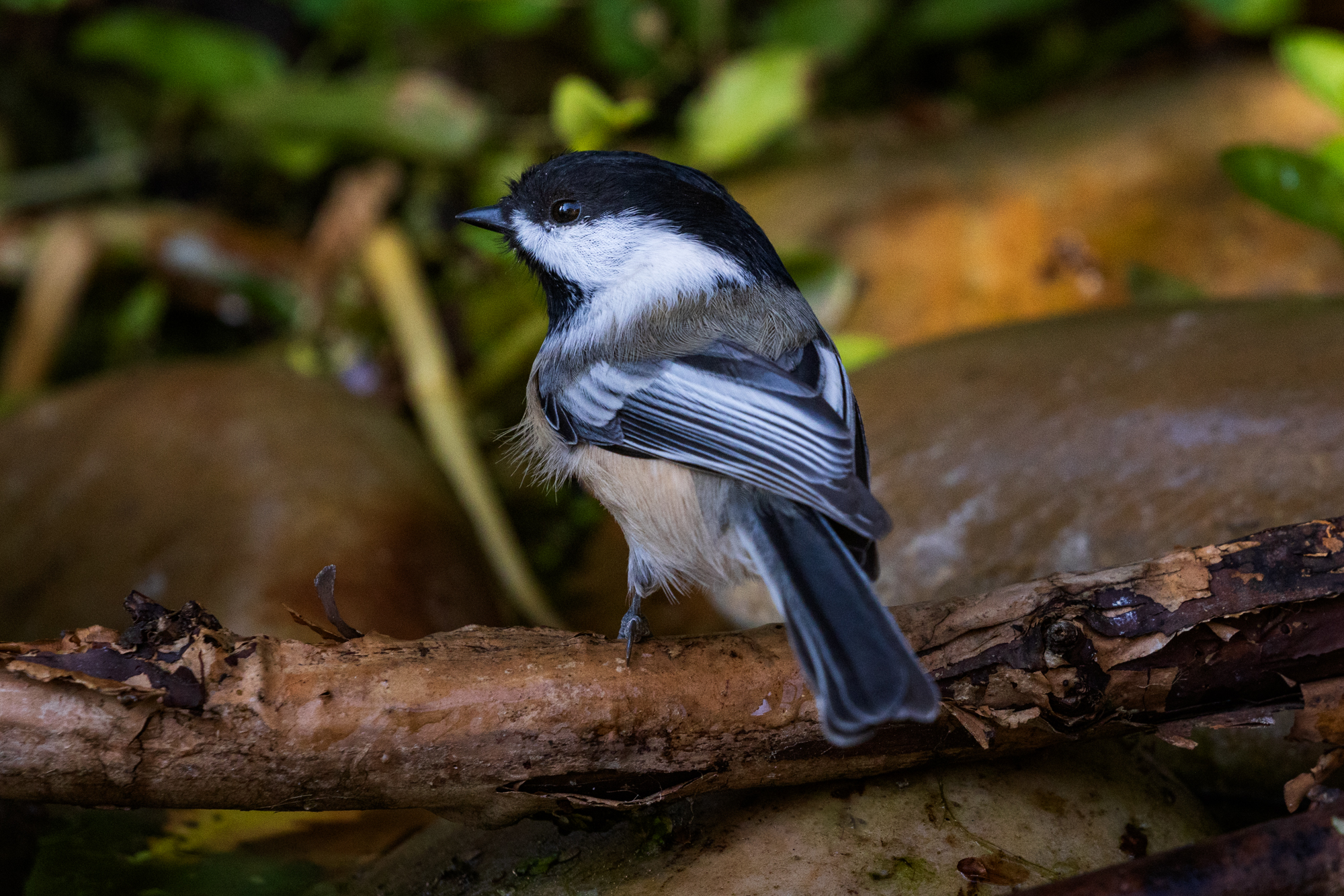 Black-capped Chickadee perched on a branch in a backyard wildlife pond, surrounded by native plants in a certified wildlife habitat in Edmonton, Alberta.