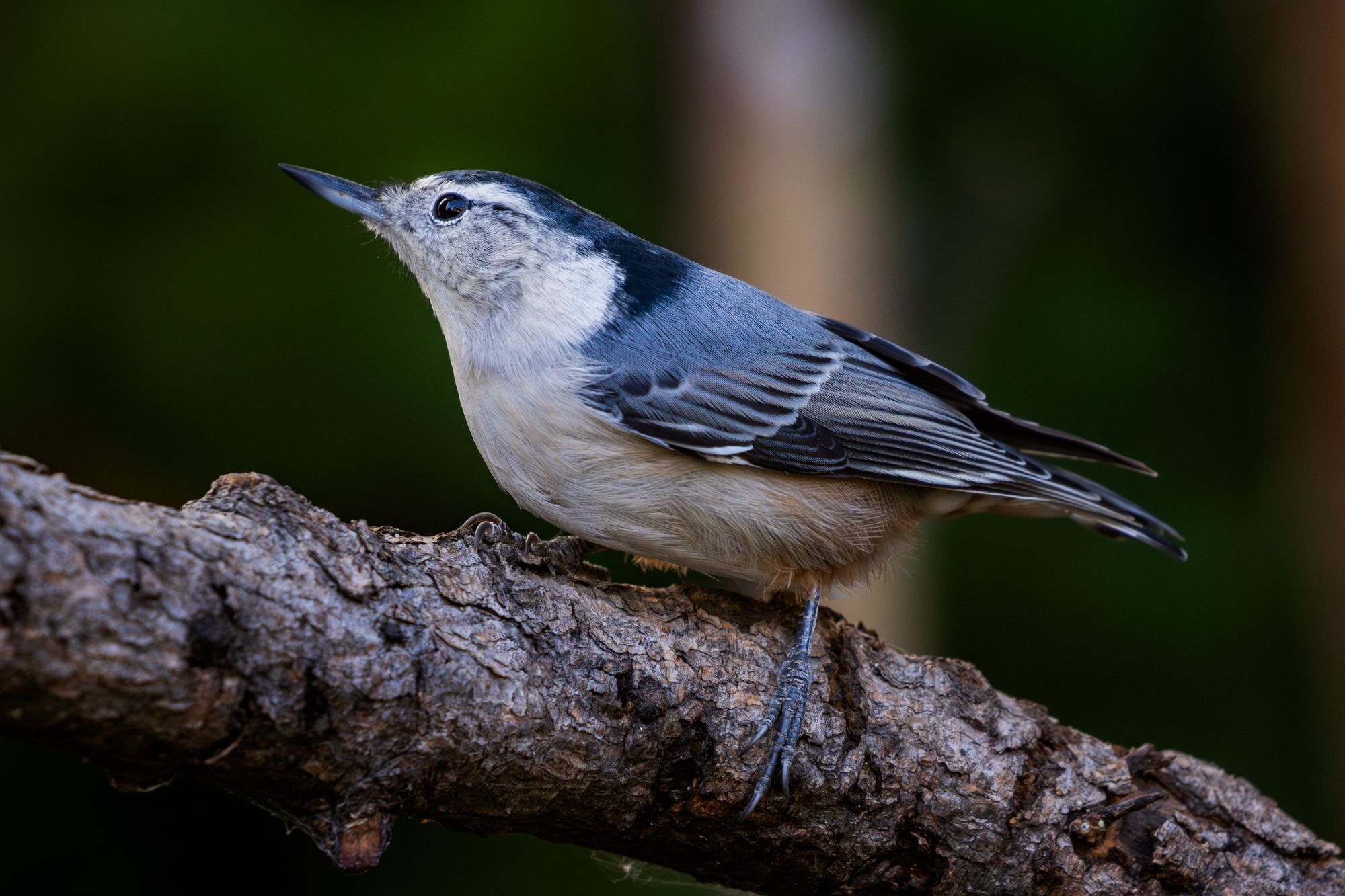 White-breasted Nuthatch perched on a branch in a certified wildlife habitat in Edmonton, Alberta.