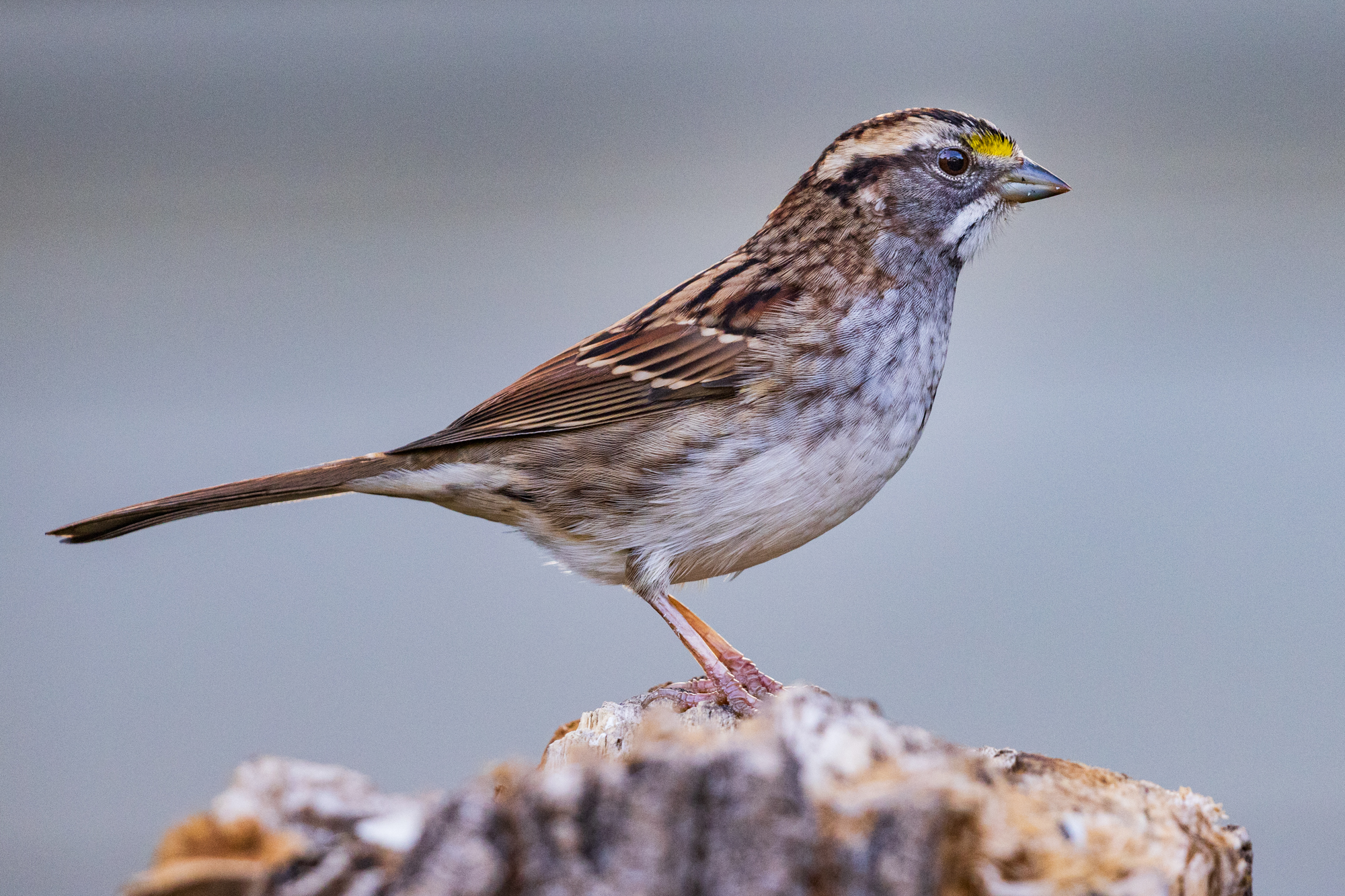 White-throated Sparrow perched on a snag in a certified wildlife habitat in Edmonton, Alberta.
