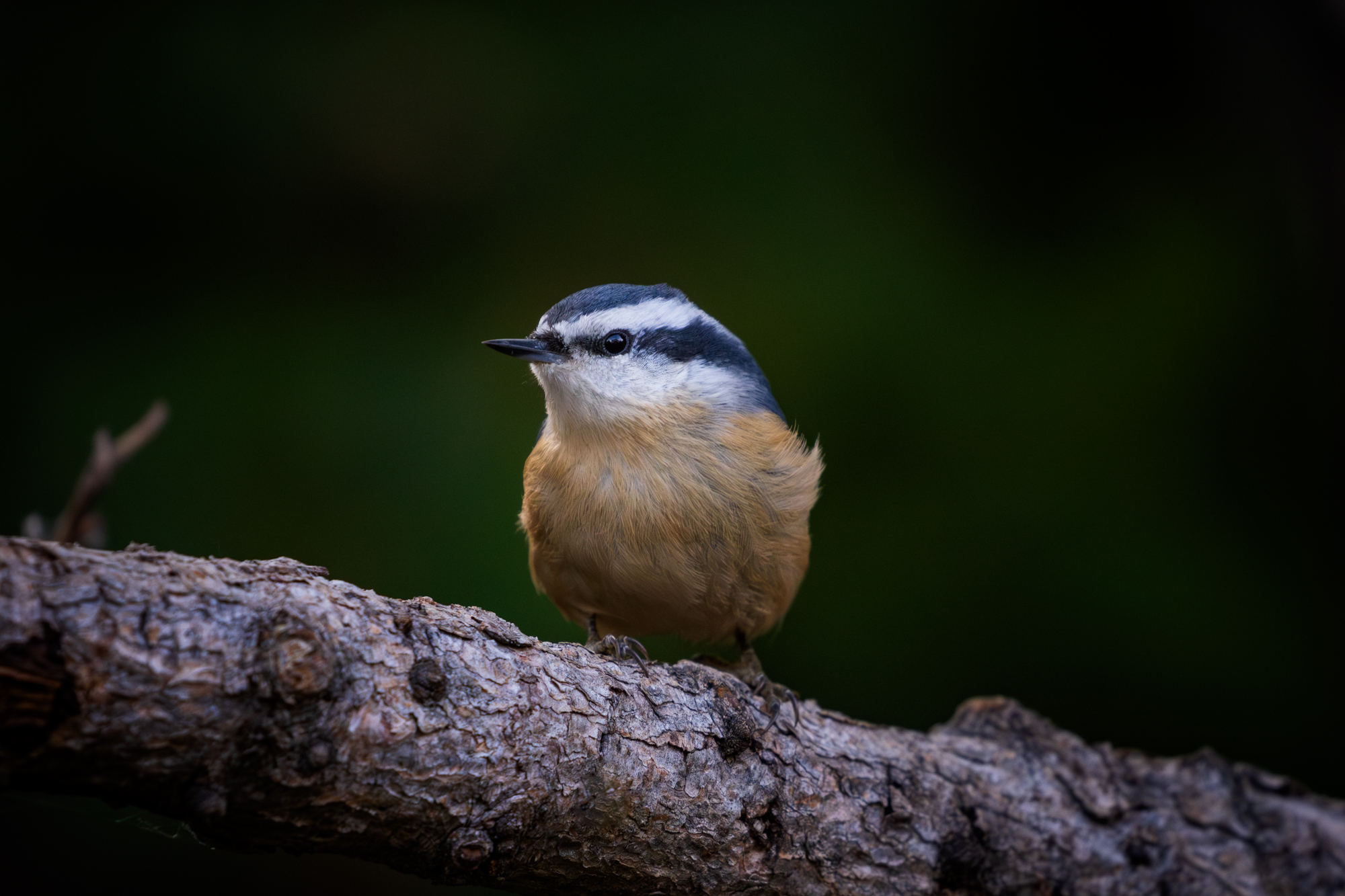 Red-breasted Nuthatch perched on a branch in a certified wildlife habitat in Edmonton, Alberta.