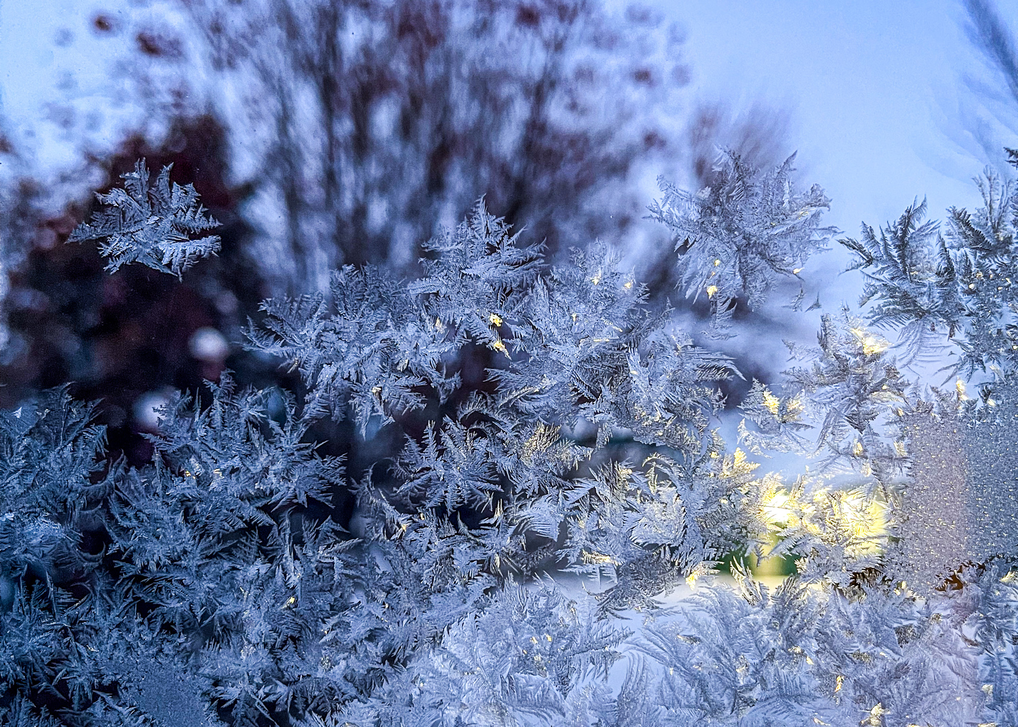 early morning frost on a window. blurred mountain ash tree in background
