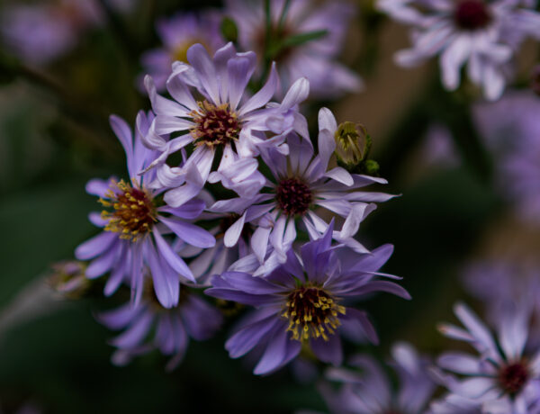 Close-up of Smooth Asters native to Alberta, showing delicate purple petals and centers transitioning from yellow to warm red, surrounded by green foliage.
