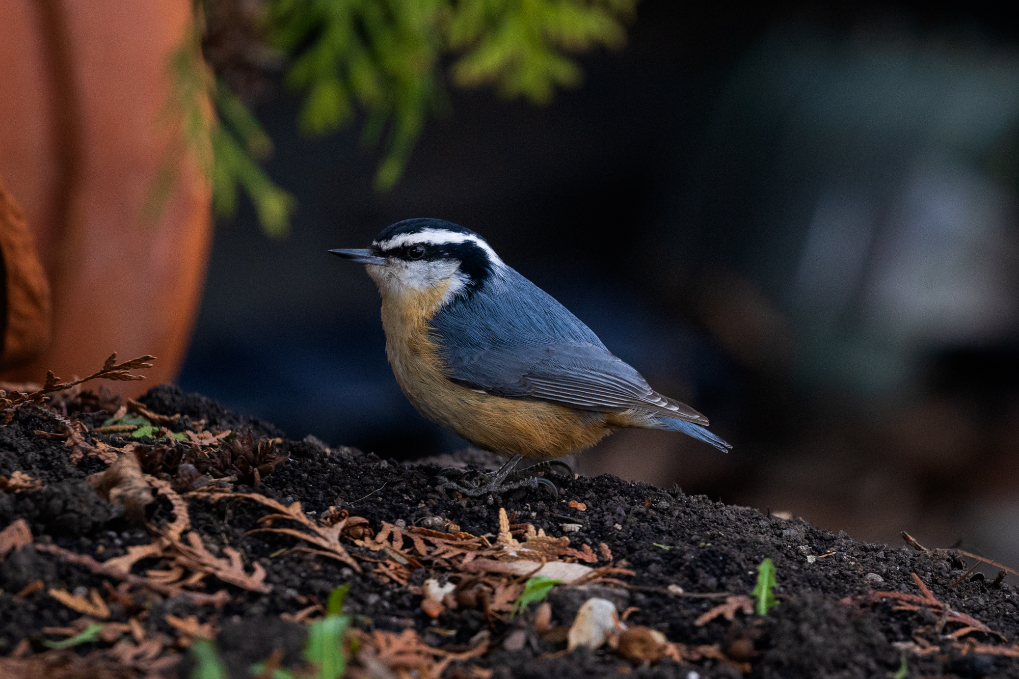 Red-breasted Nuthatch (Sitta canadensis) standing on the ground near a wildlife pond in a wildlife habitat in Edmonton, Alberta 