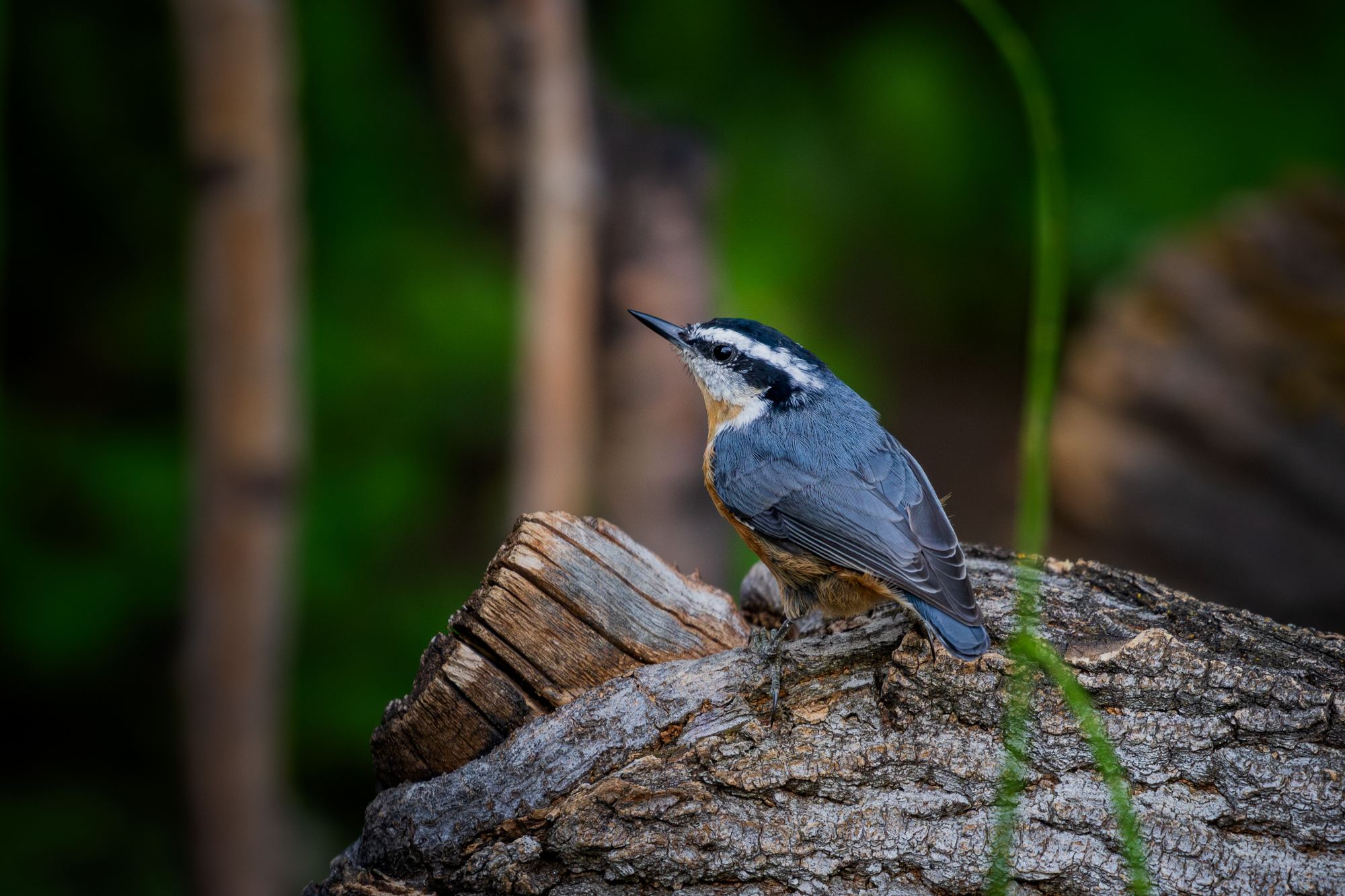 Red-breasted Nuthatch (Sitta canadensis) on a fallen log next to the wildlife pond in a wildlife habitat in Edmonton, Alberta 