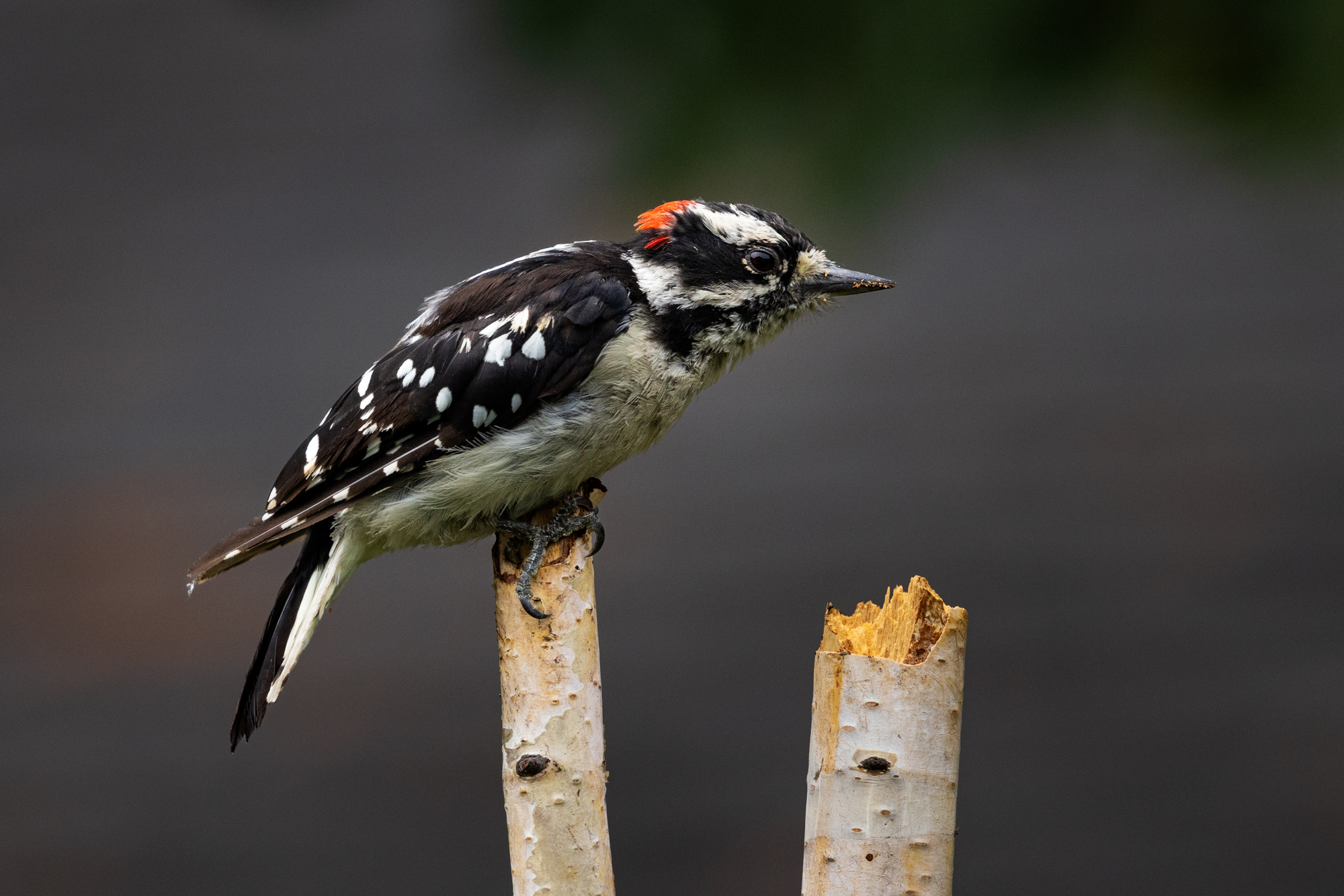 Downy Woodpecker (Dryobates pubescens)
 on a birch snag near a wildlife pond in a certified wildlife habitat in Edmonton, Alberta