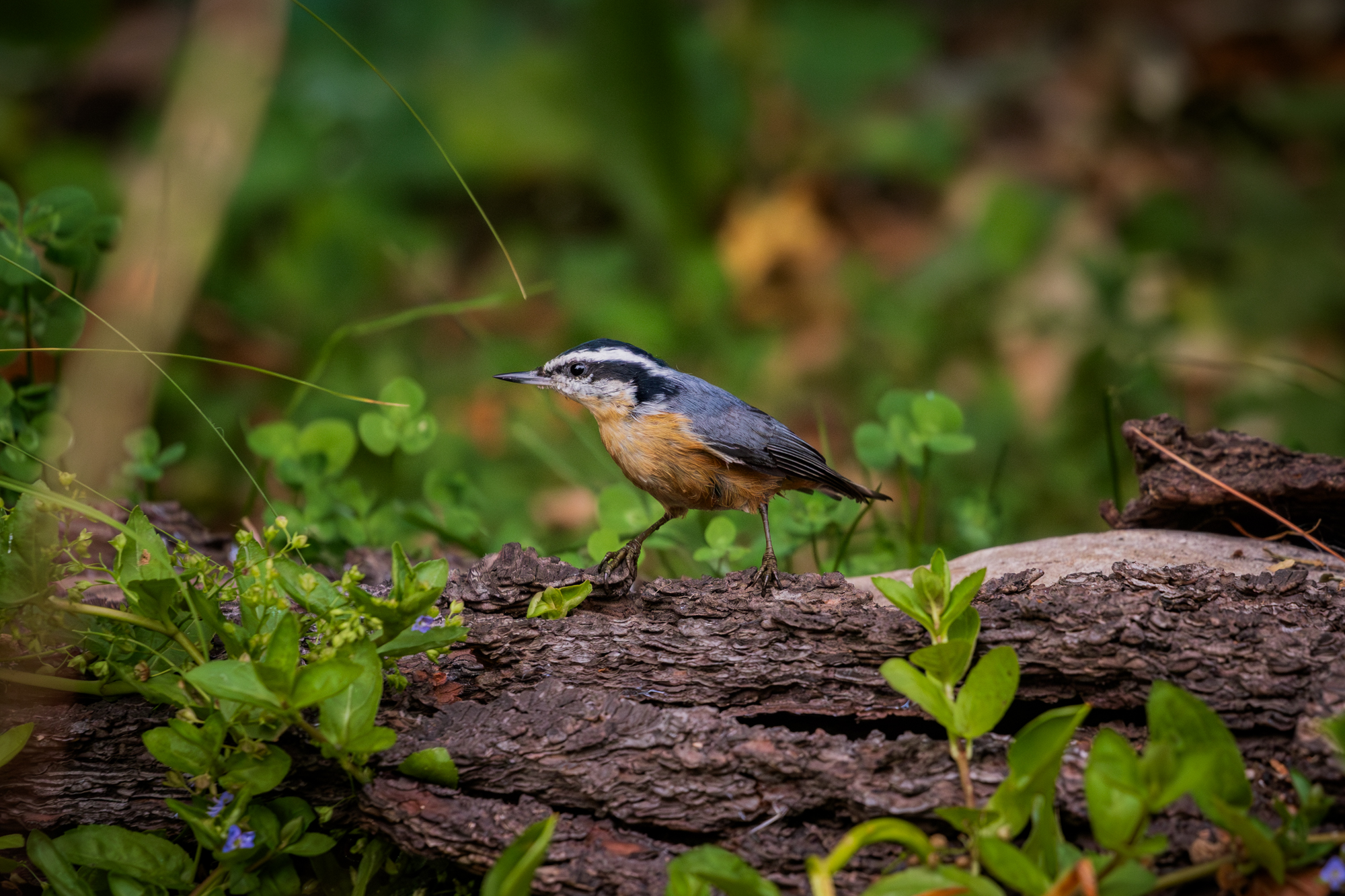 Red-breasted Nuthatch (Sitta canadensis) on a fallen log next to the wildlife pond in a wildlife habitat in Edmonton, Alberta 