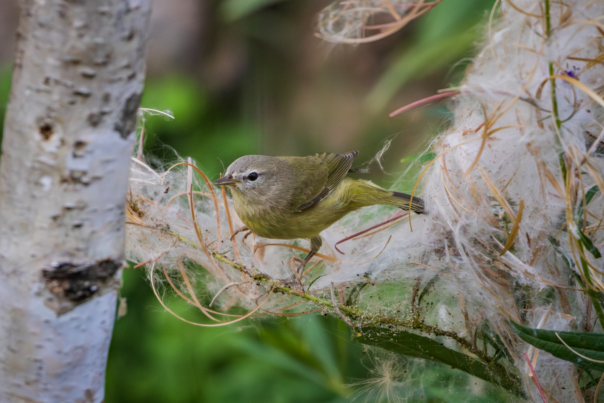 Orange-crowned Warbler (Leiothlypis celata) perched on alberta native plant, fireweed next to a wildlife pond in a certified wildlife habitat in Edmonton, Alberta