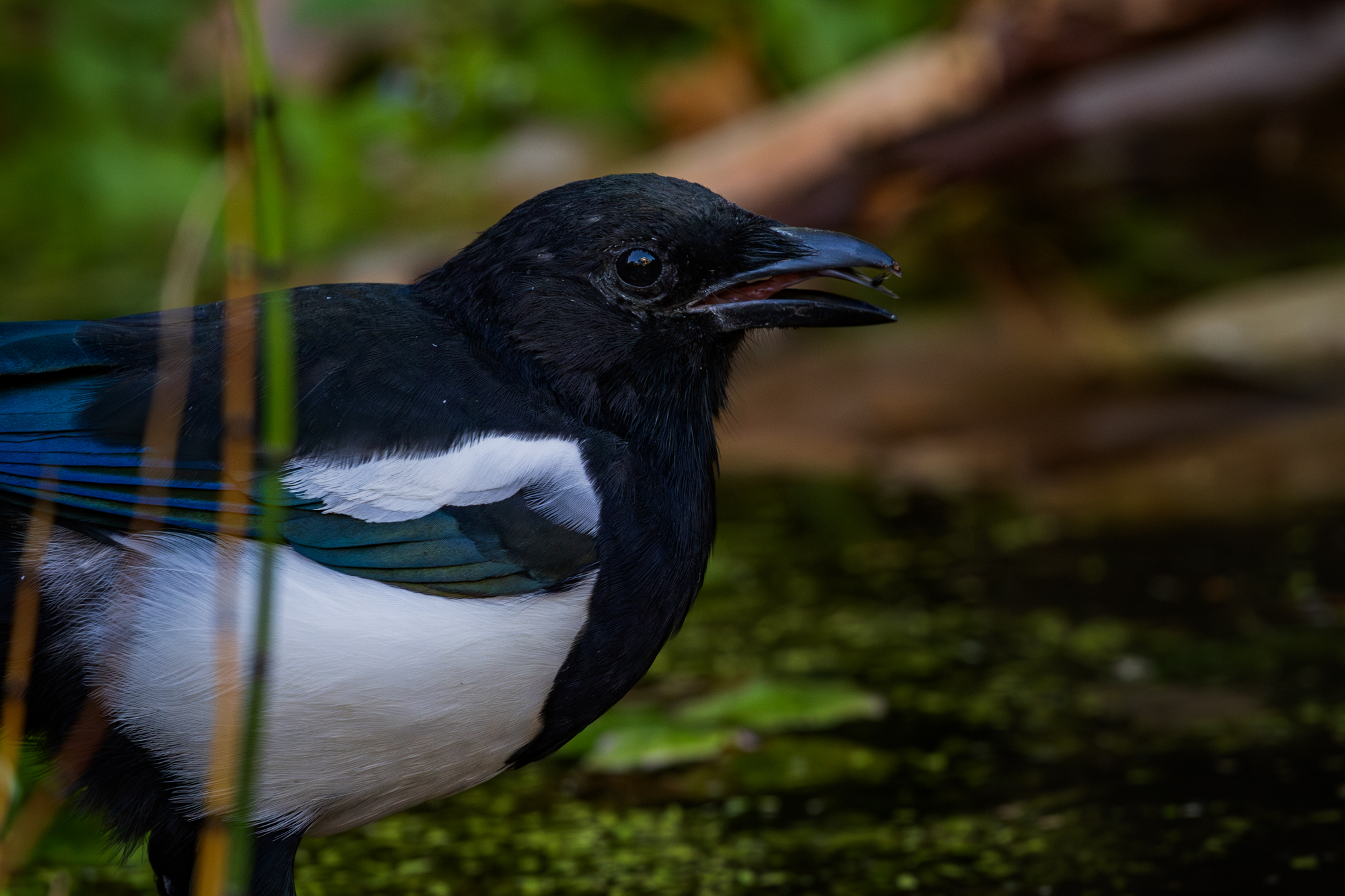 Black-billed Magpie (Pica hudsonia) near a  backyard wildlife pond in Edmonton, Alberta