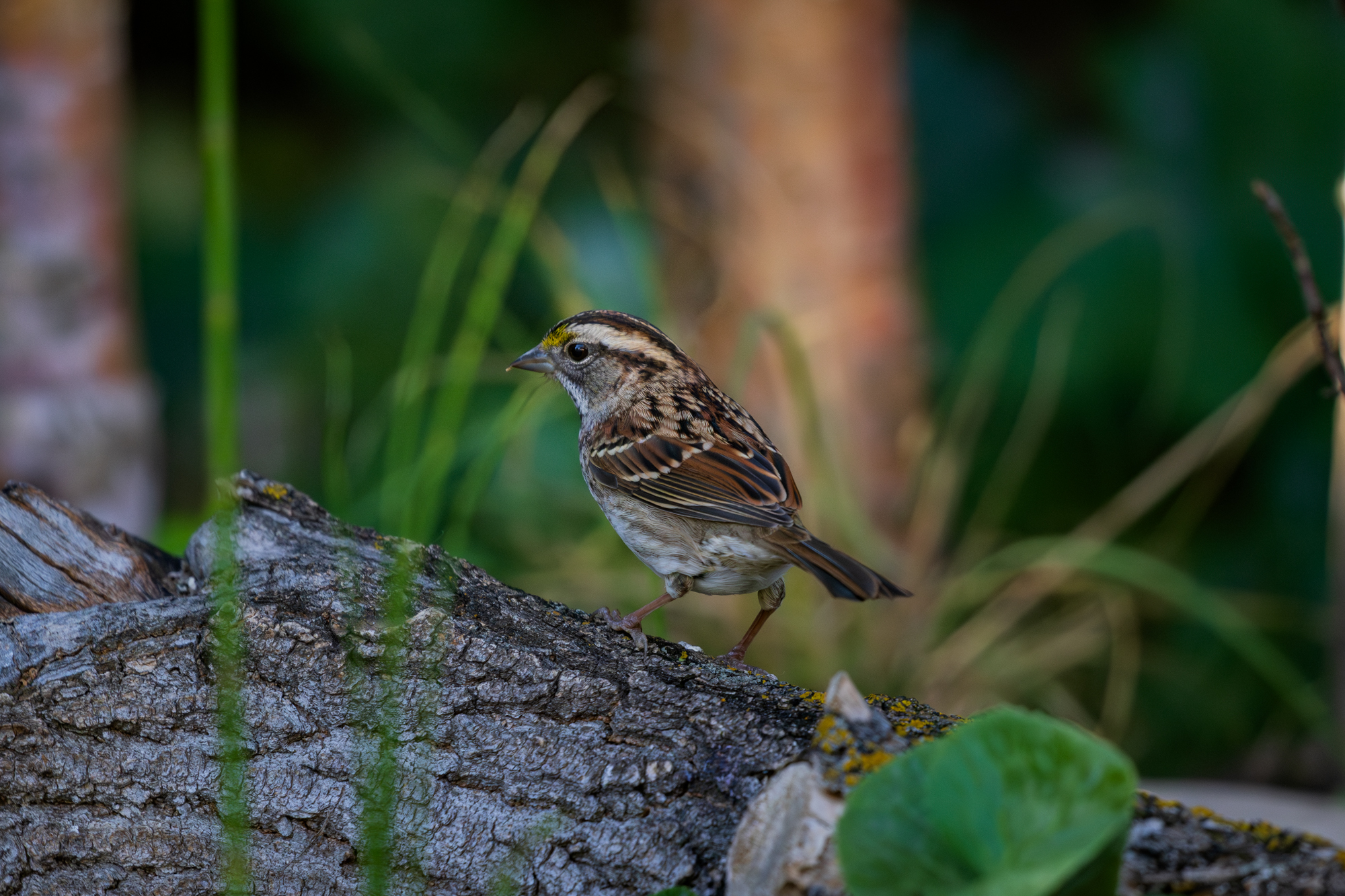 White-throated Sparrow (Zonotrichia albicollis) perched on bark in a certified wildlife habitat in Edmonton, Alberta