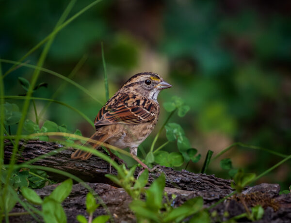 White-throated Sparrow (Zonotrichia albicollis) perched on bark in a certified wildlife habitat in Edmonton, Alberta