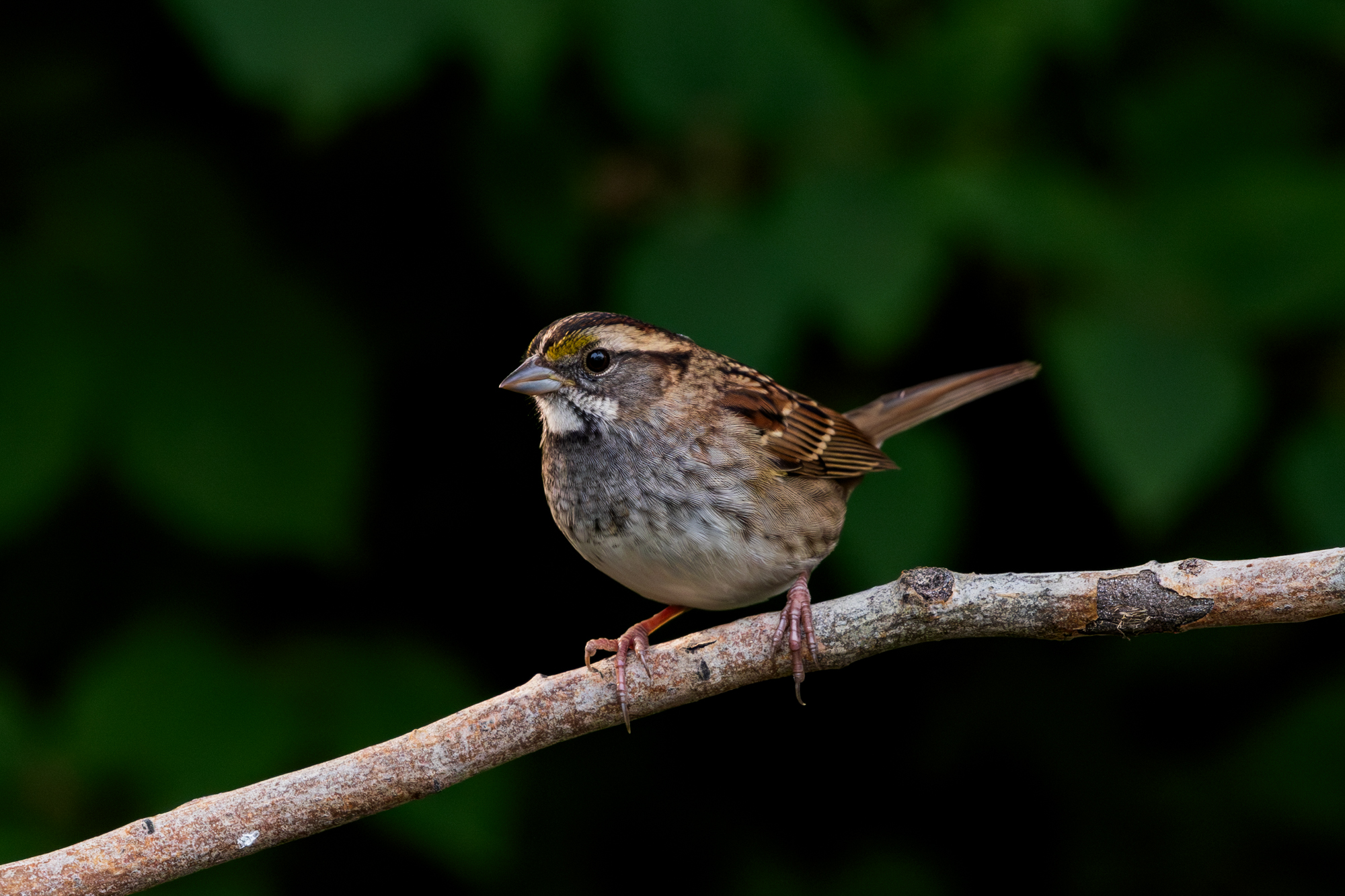 White-throated Sparrow (Zonotrichia albicollis) perched on a branch in a certified wildlife habitat in Edmonton, Alberta