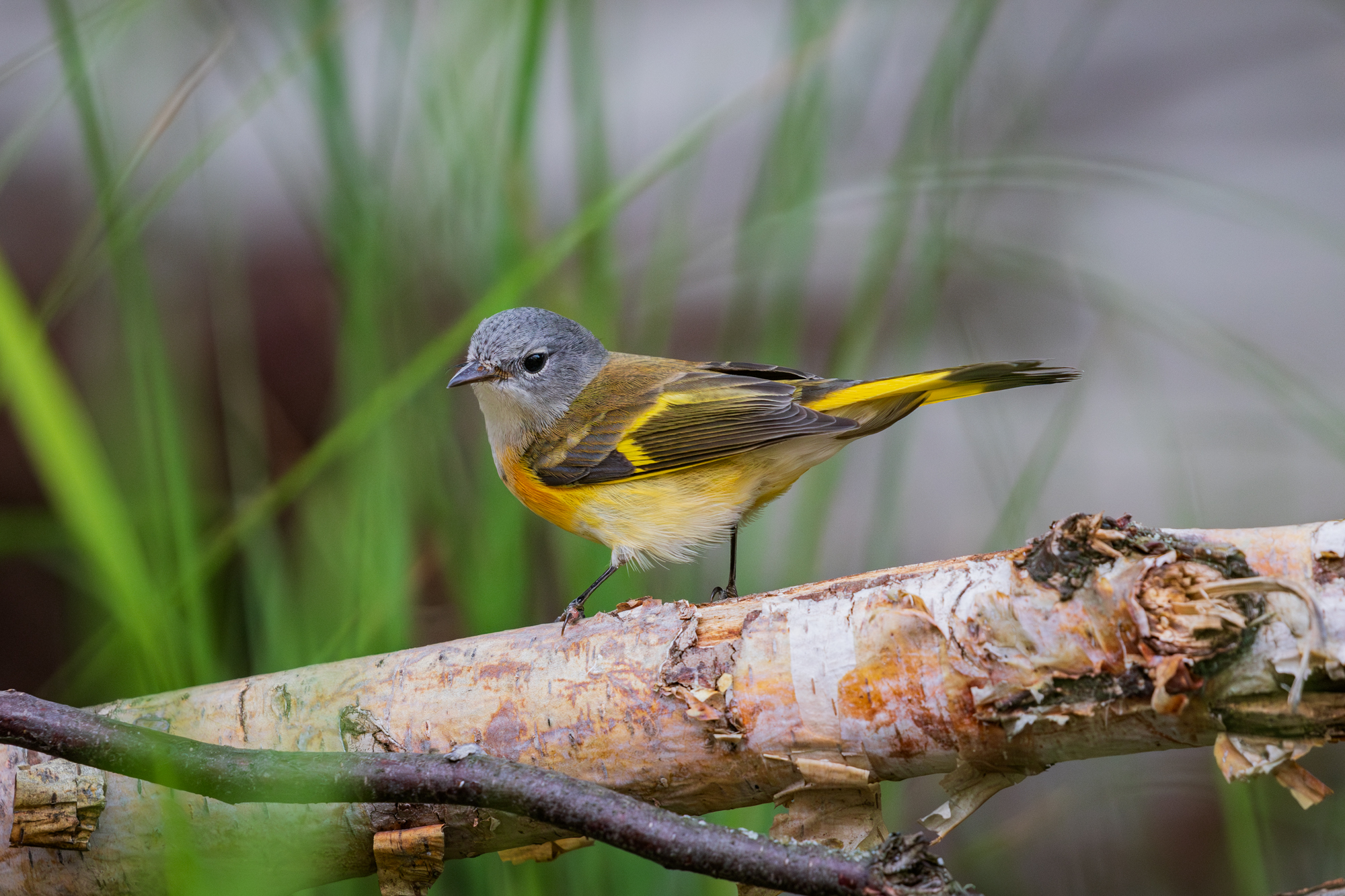 American Redstart (Setophaga ruticilla) perched on a branch in Edmonton, Alberta, within a Certified Wildlife-Friendly Habitat.