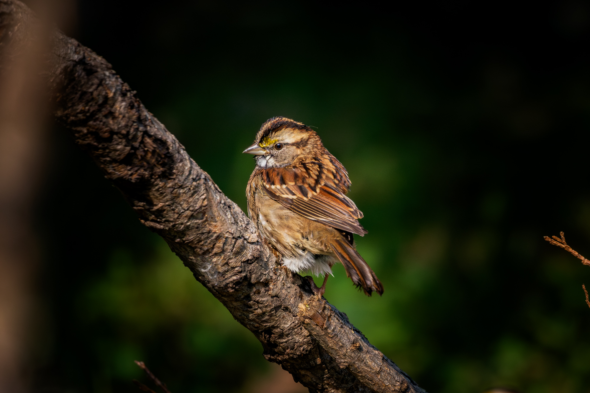 White-throated Sparrow (Zonotrichia albicollis) perched on a branch in a certified wildlife habitat in Edmonton, Alberta