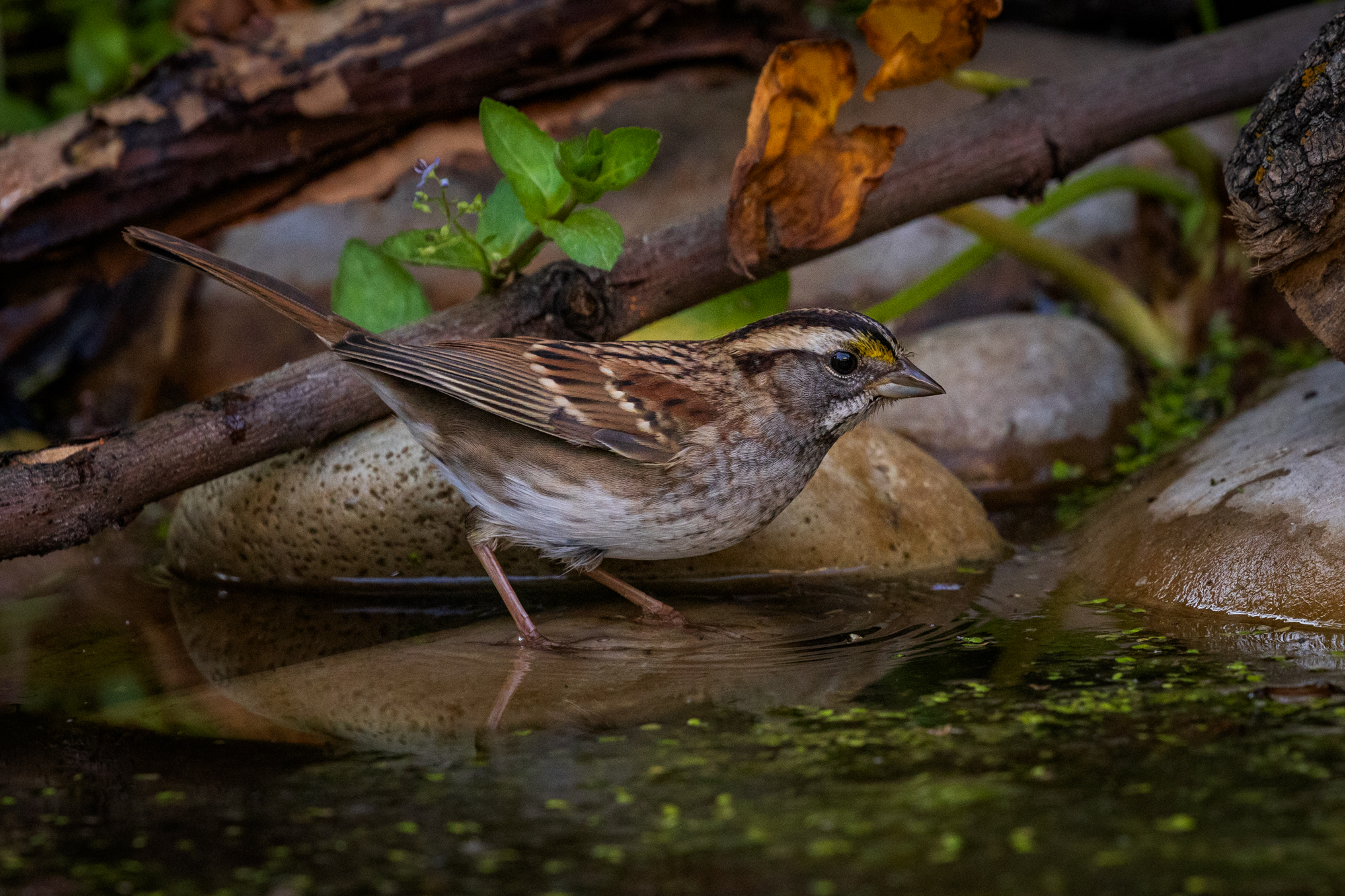 White-throated Sparrow (Zonotrichia albicollis) in a wildlife pond in a certified wildlife habitat in Edmonton, Alberta