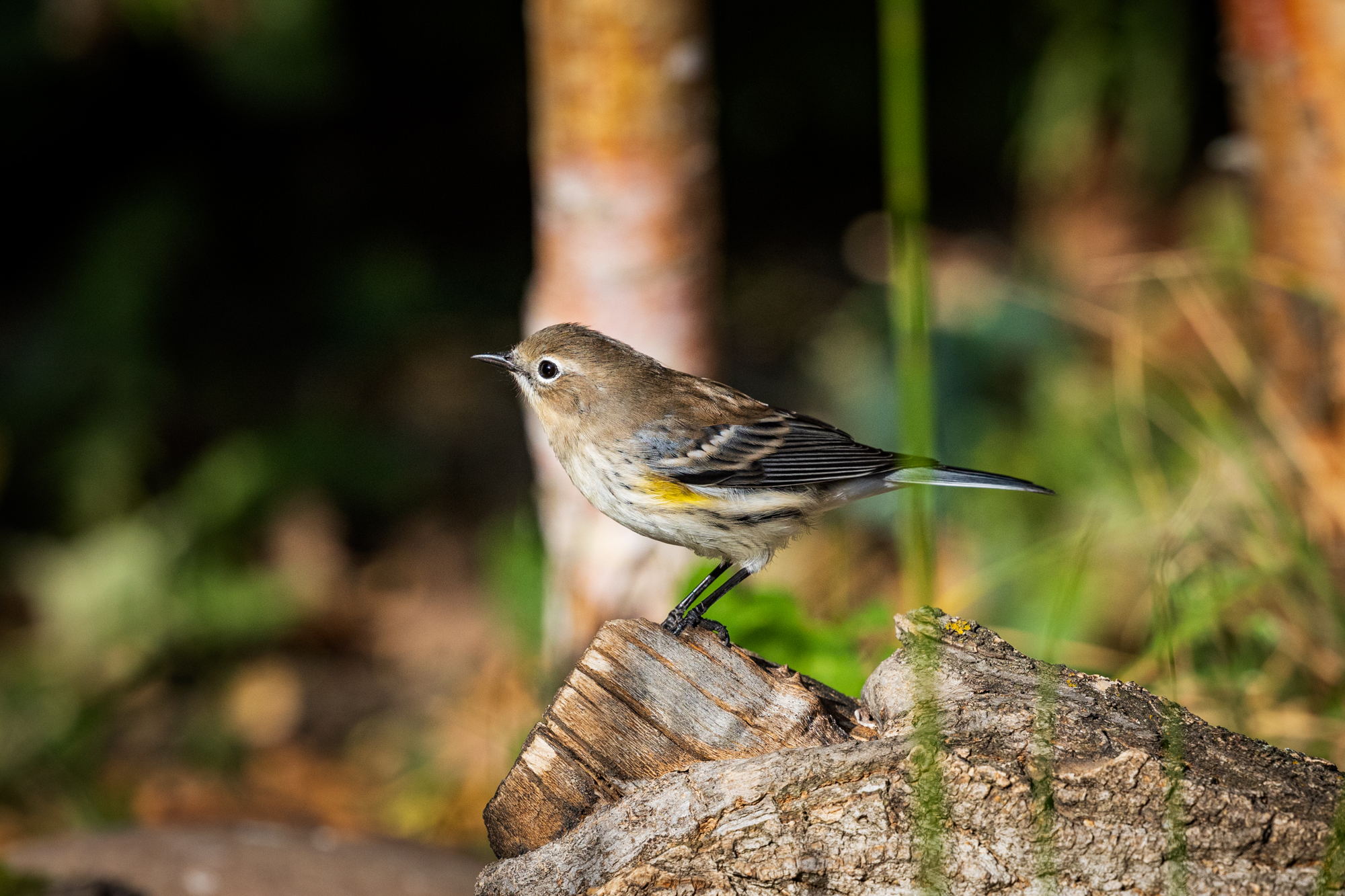 Yellow-rumped Warbler (Setophaga coronata) perched on a log in a certified wildlife habitat in Edmonton, Alberta