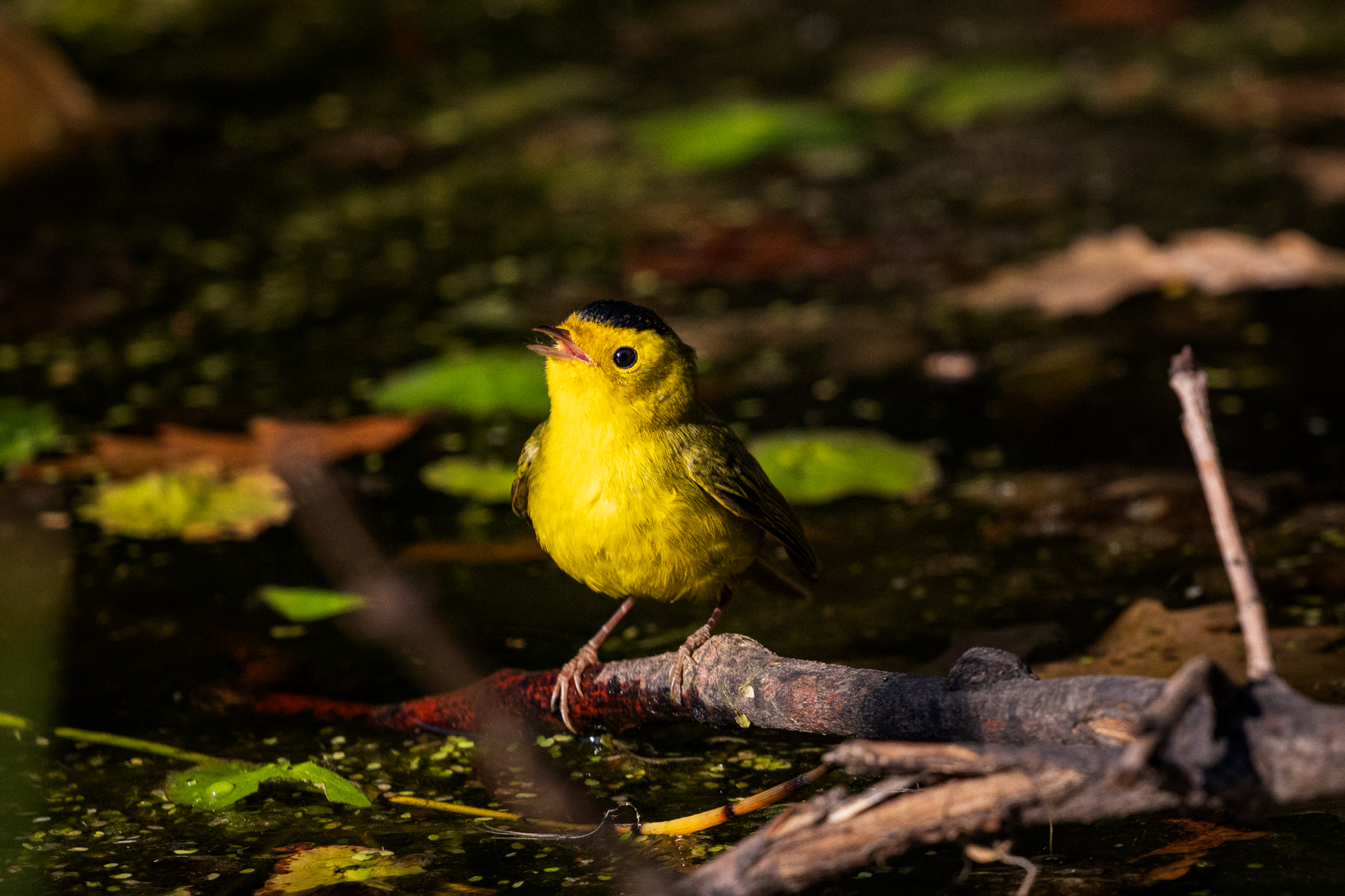 Wilson's Warbler (Cardellina pusilla) on a branch in a wildlife pond in a certified wildlife habitat in Edmonton, Alberta