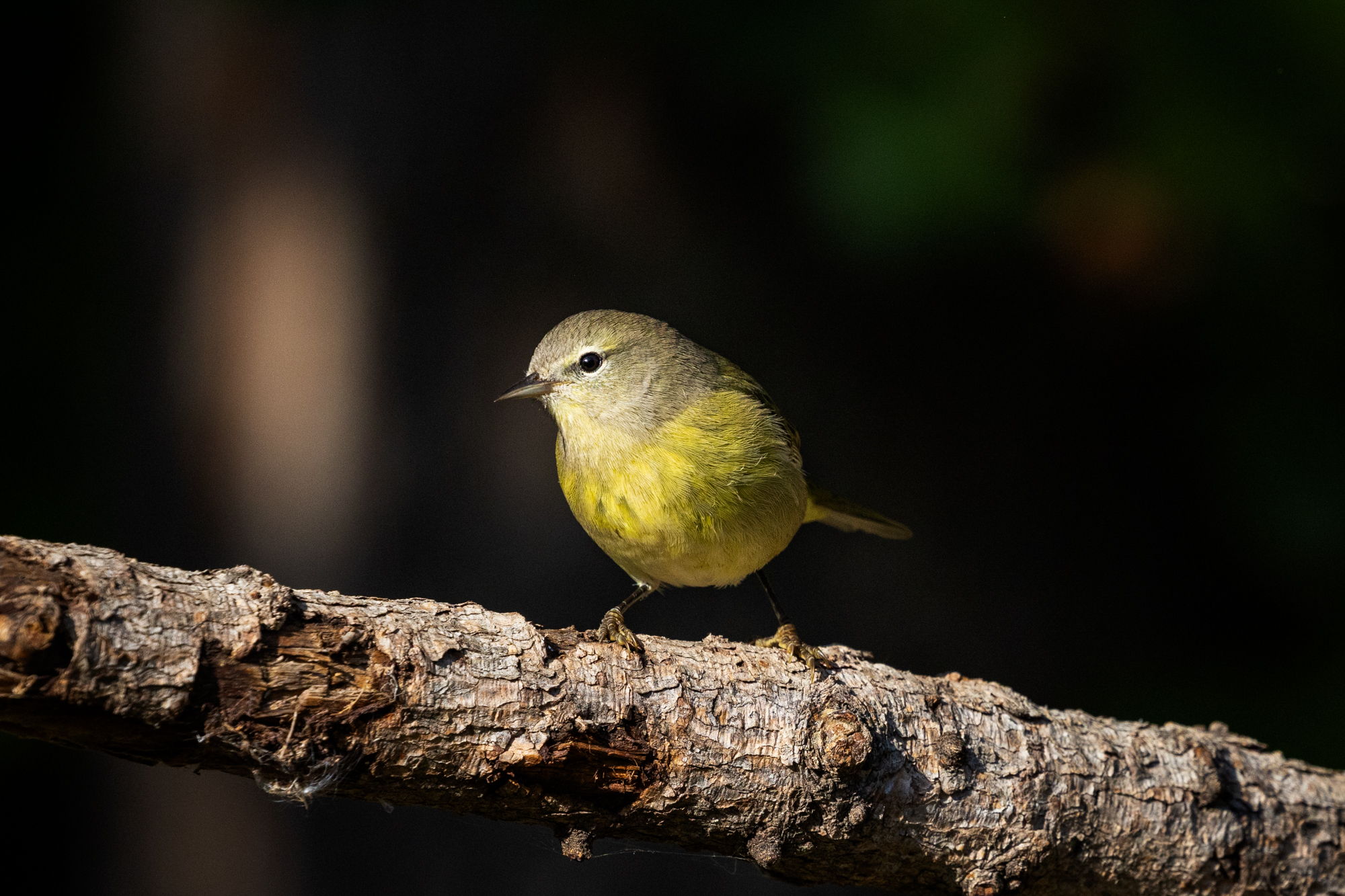Orange-crowned Warbler (Leiothlypis celata) on a branch above wildlife pond in a certified wildlife habitat in Edmonton, Alberta