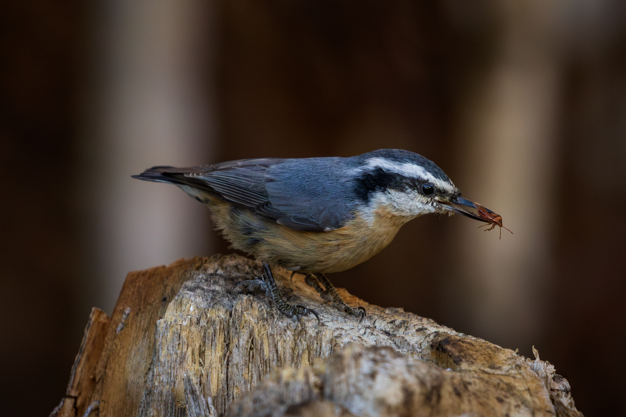 Red-breasted Nuthatch (Sitta canadensis) with a bug in its beak, perched on a snag near the wildlife pond in a wildlife habitat in Edmonton, Alberta 