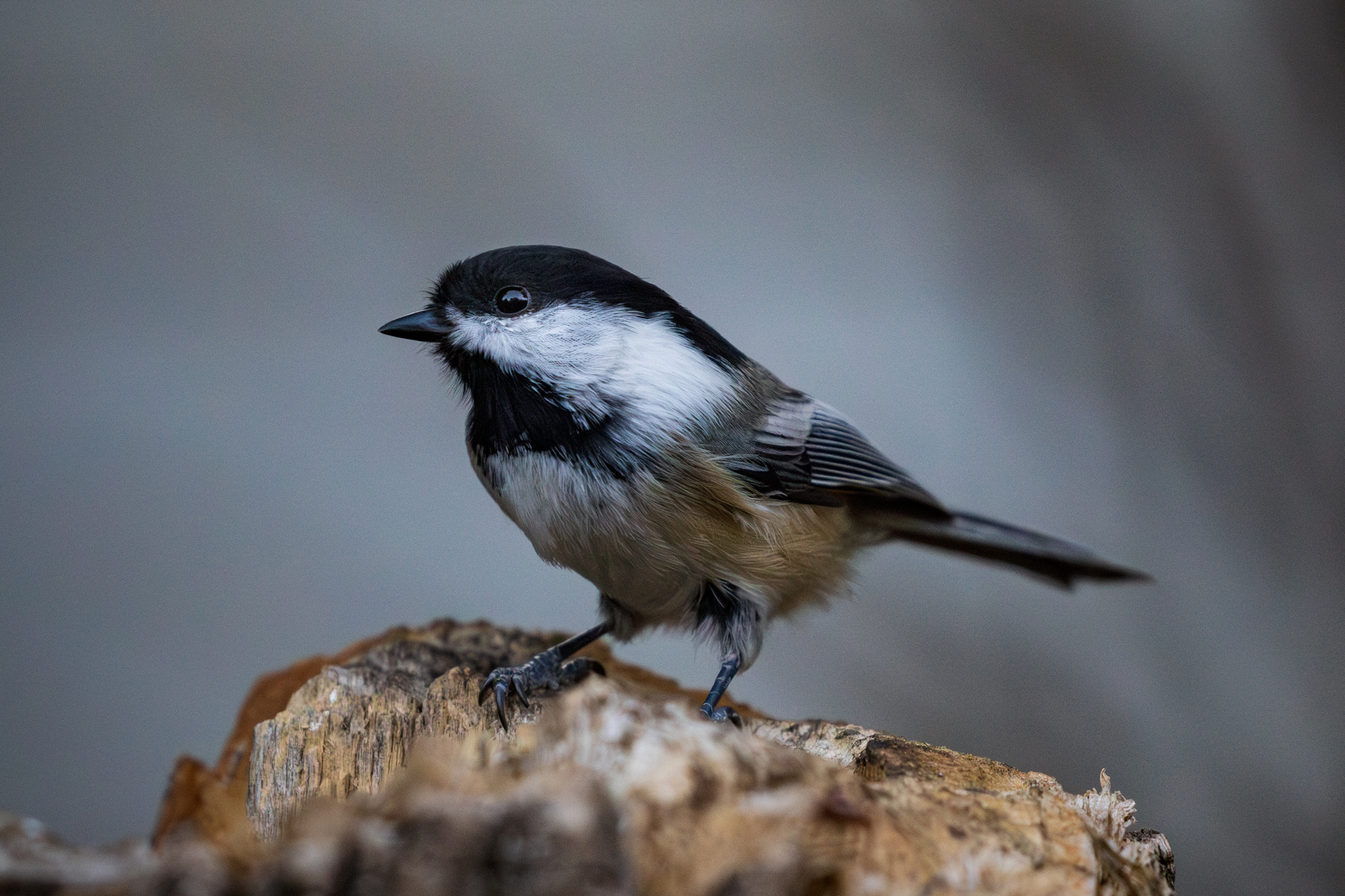 Black-capped Chickadee (Poecile atricapillus) on a snag in a backyard wildlife habitat in Edmonton, Alberta
