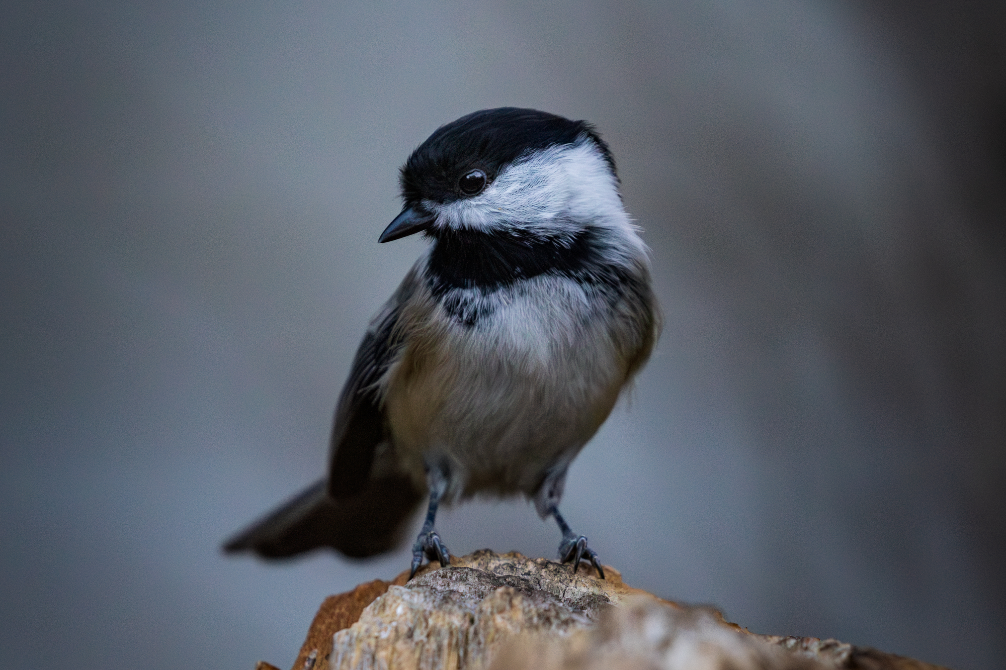 Black-capped Chickadee (Poecile atricapillus) on a snag in a backyard wildlife habitat in Edmonton, Alberta