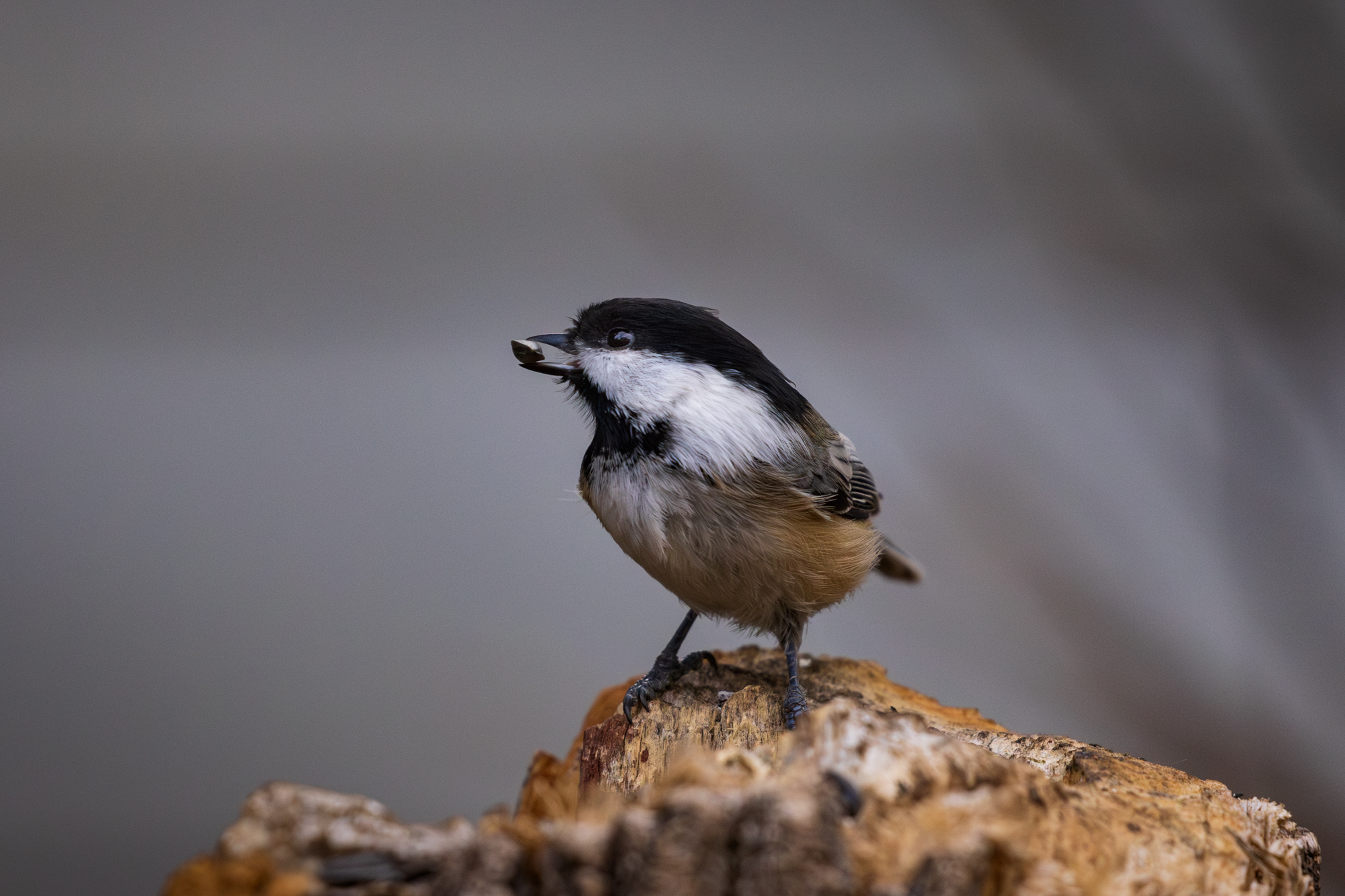 Black-capped Chickadee (Poecile atricapillus) on a snag in a backyard wildlife habitat in Edmonton, Alberta