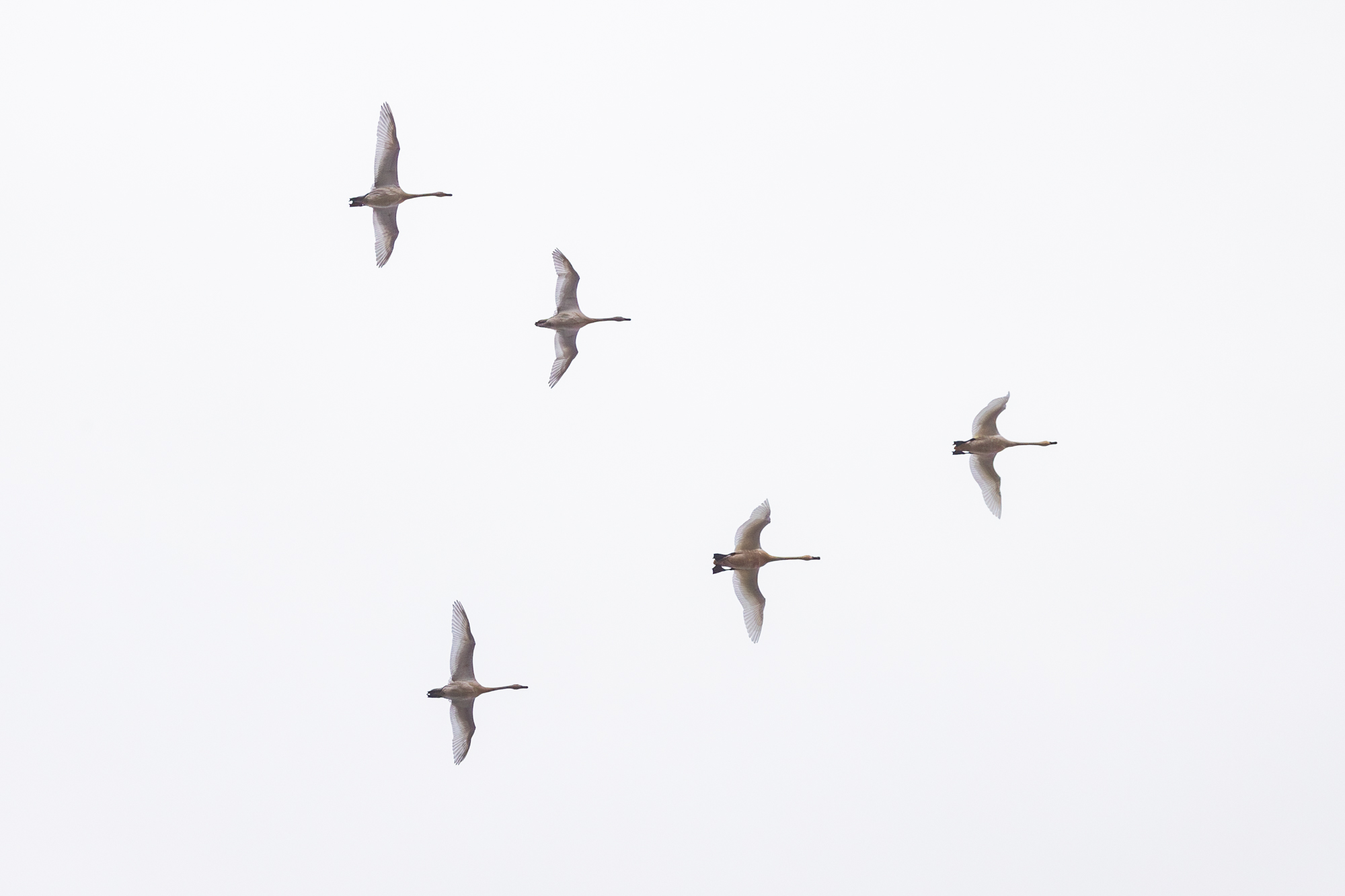 Tundra Swan (Cygnus columbianus) flying in formation over a certified wildlife habitat in Edmonton, Alberta