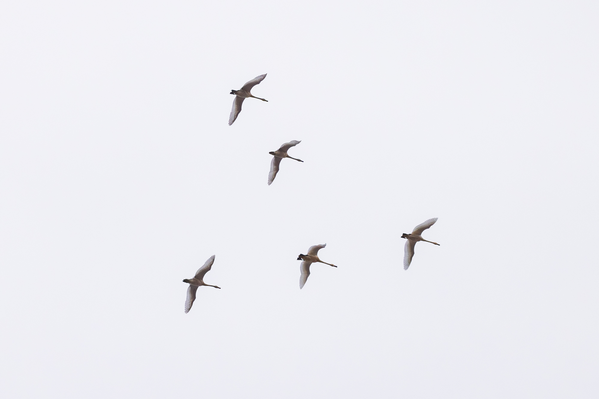 Tundra Swan (Cygnus columbianus) flying in formation over a certified wildlife habitat in Edmonton, Alberta