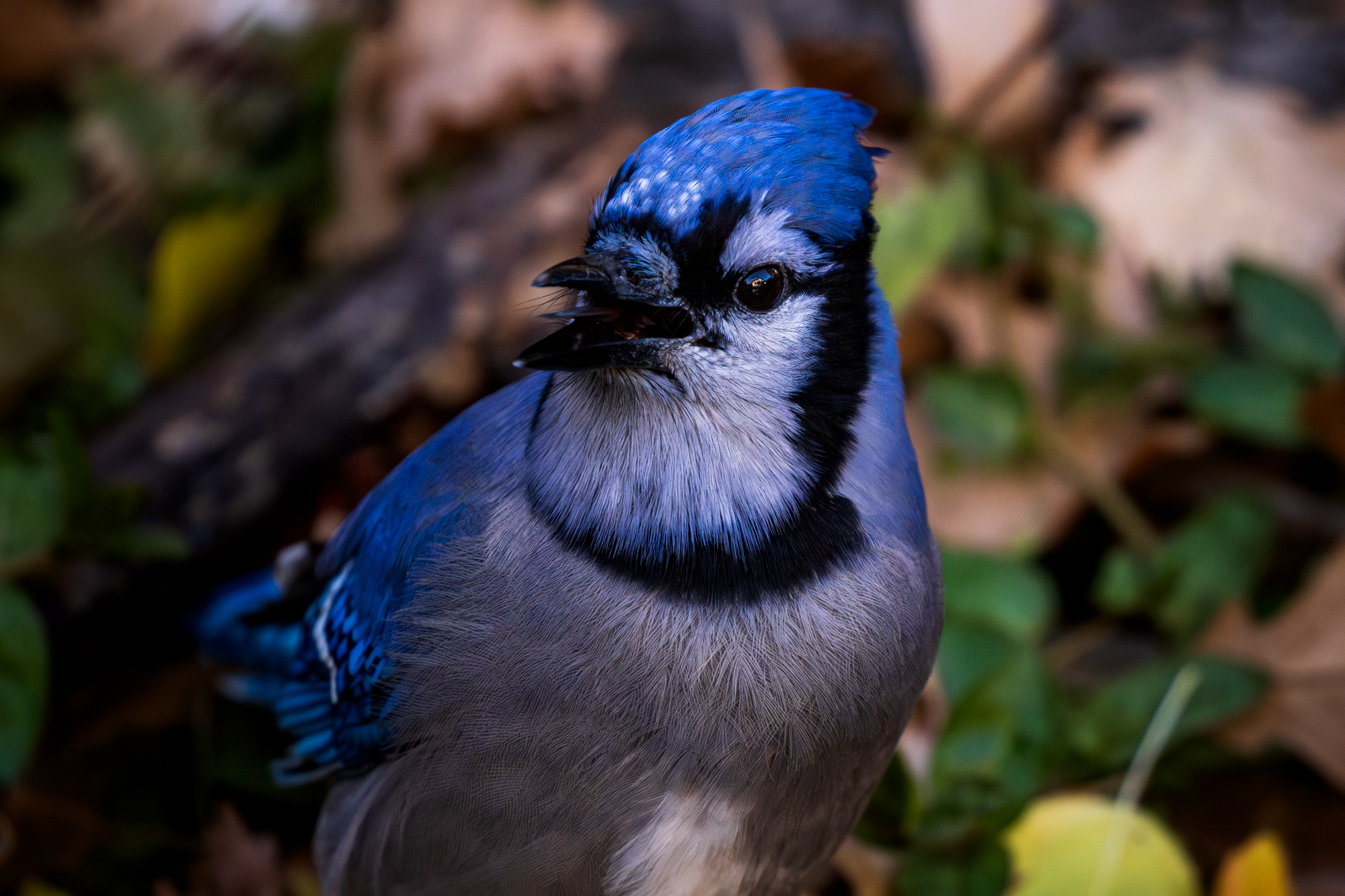 Blue Jay (Cyanocitta cristata) near the edge of a wildlife pond in a certified wildlife habitat in Edmonton, Alberta