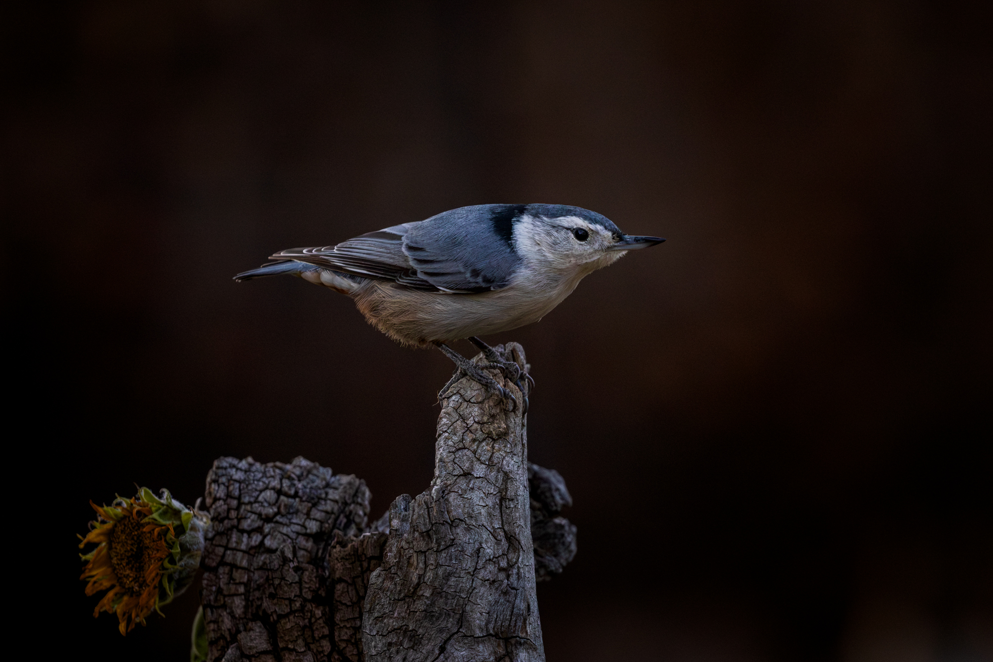 White-breasted Nuthatch (Sitta carolinensis) perched on wood in a certified wildlife habitat in Edmonton, Alberta